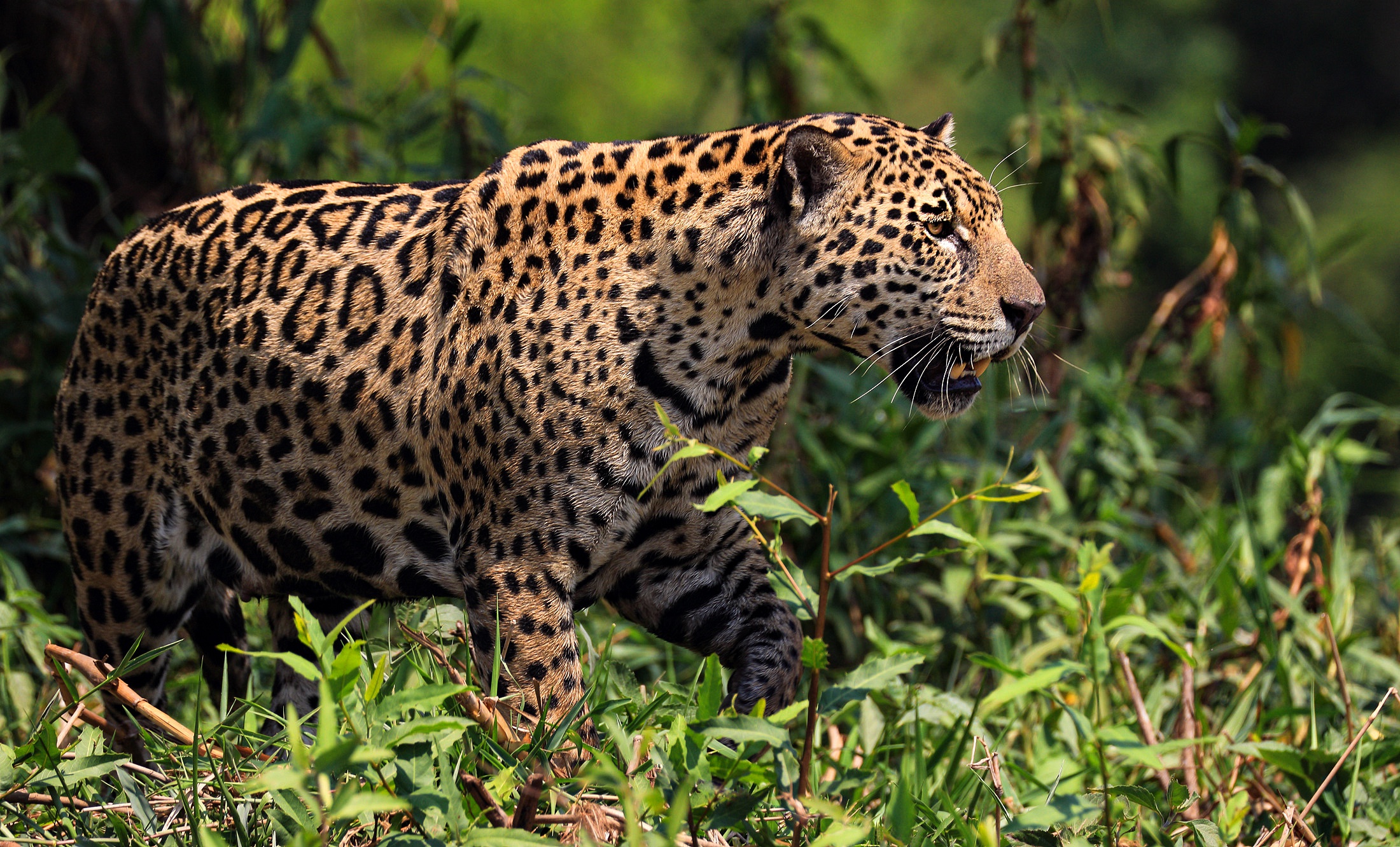 Big Cat Leopard Wildlife Predator Animal 2200x1332