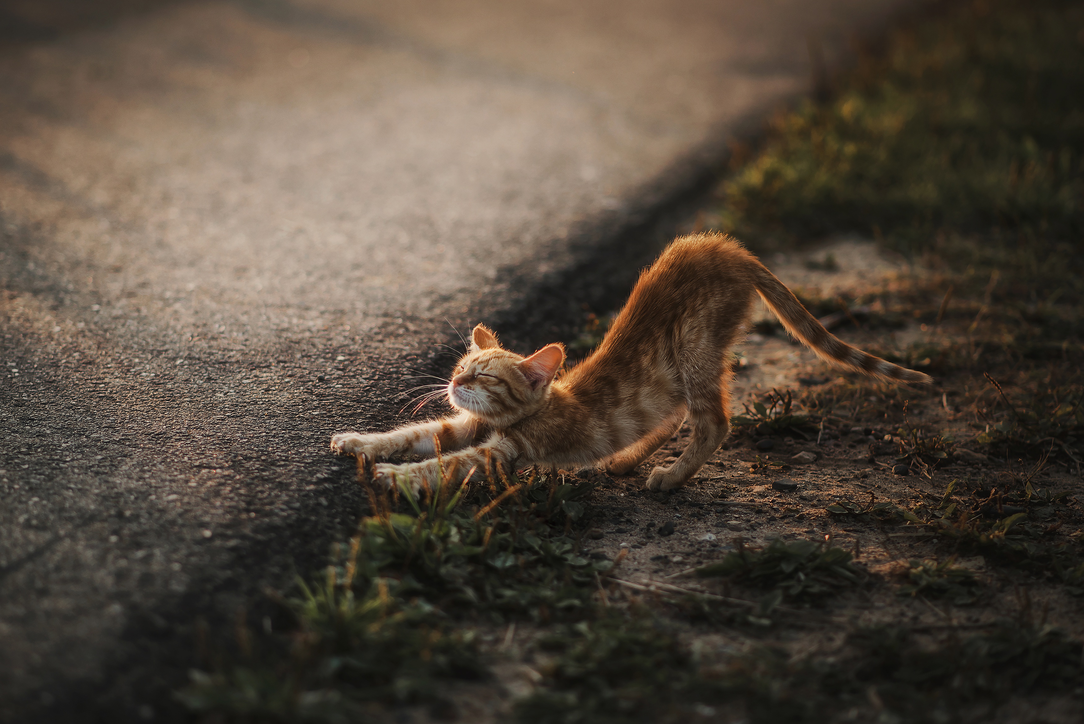 Stretching Outdoors Cats Animals Mammals 3500x2336
