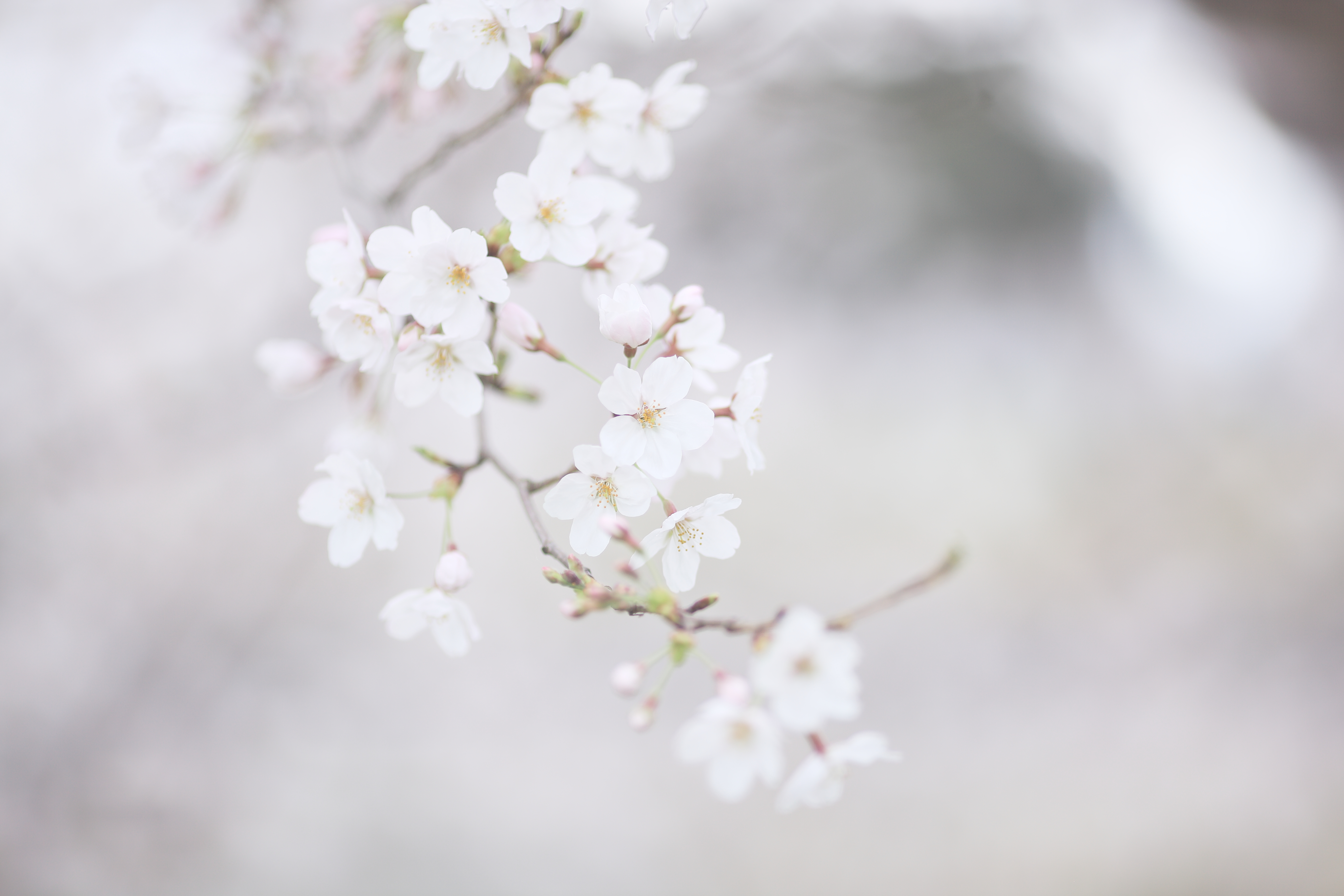 Flowers Cherry Blossom Pastel Depth Of Field 5616x3744