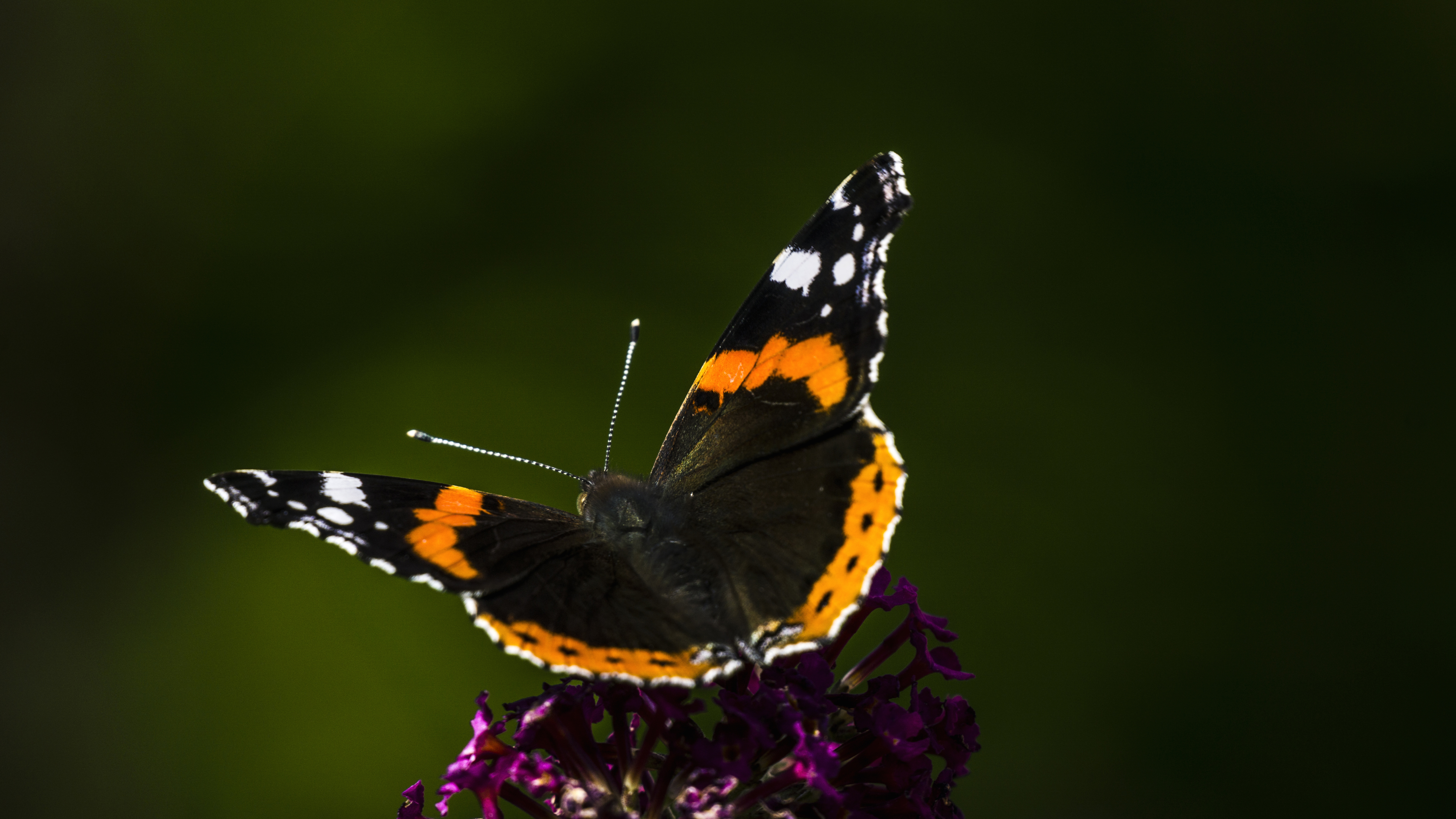 Nature Butterfly Flowers Closeup Insect Macro 6000x3376