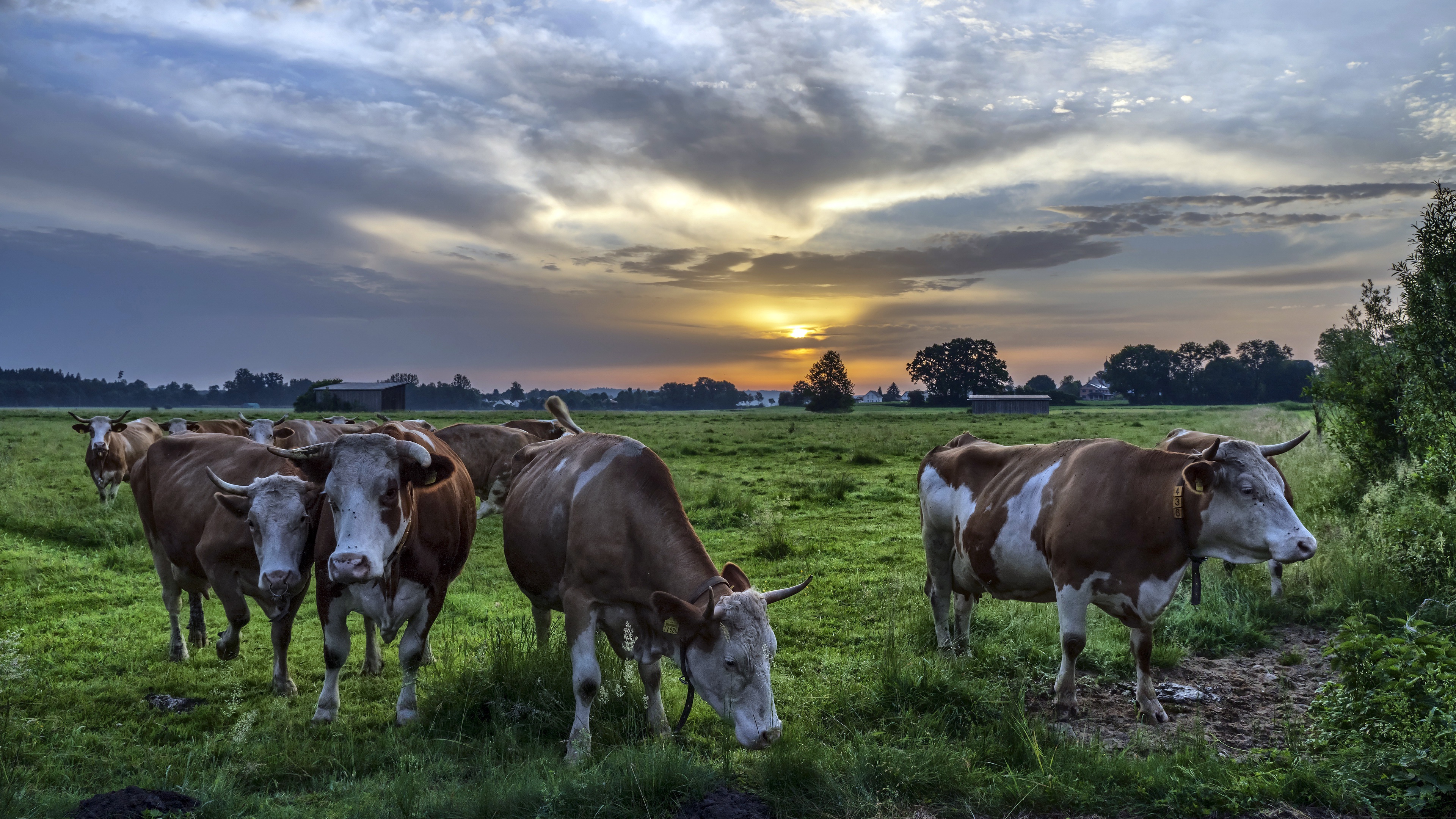 Animals Mammals Cow Field Clouds Outdoors Nature 3840x2160