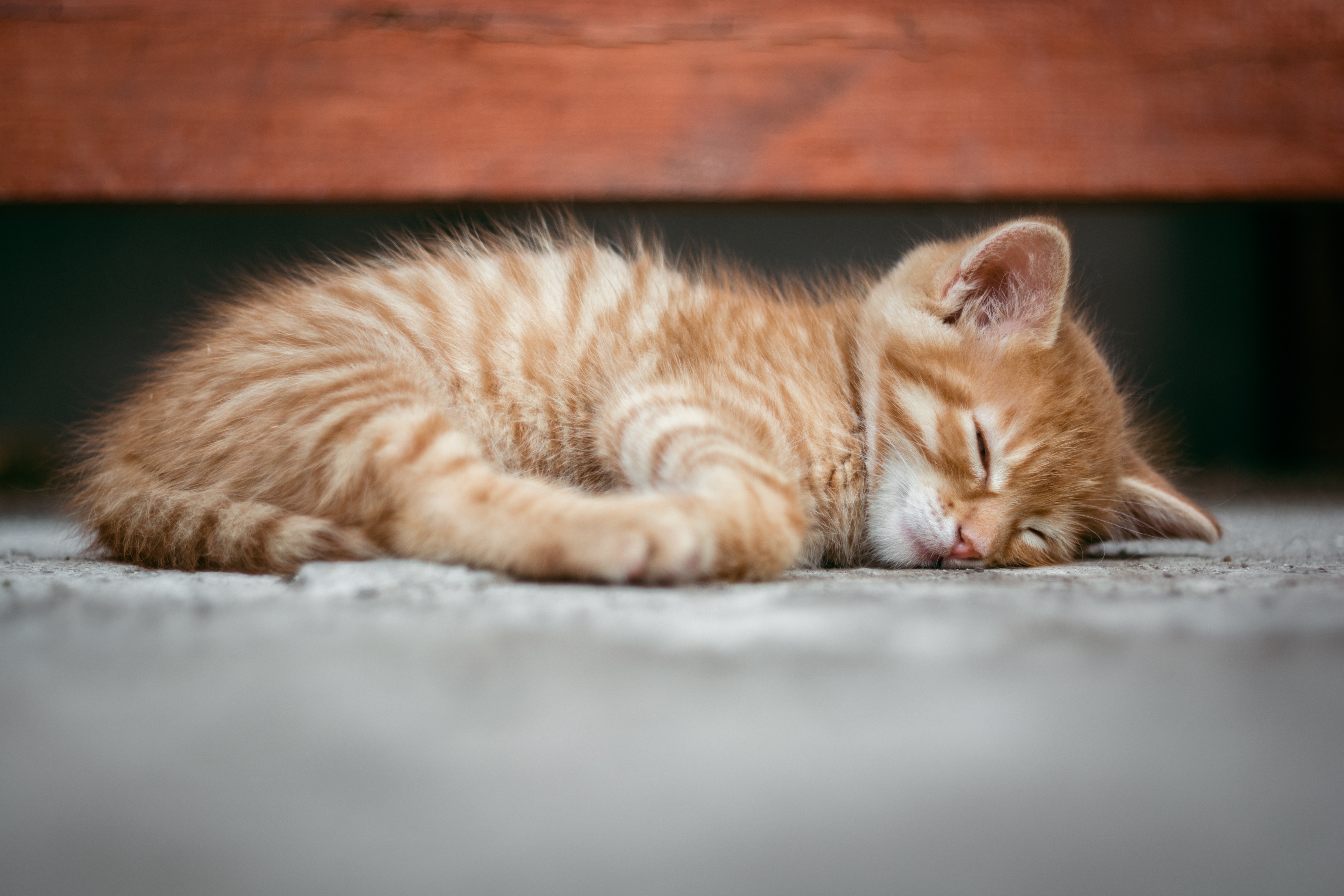 Sleeping Baby Animal Kitten Pet 5944x3963