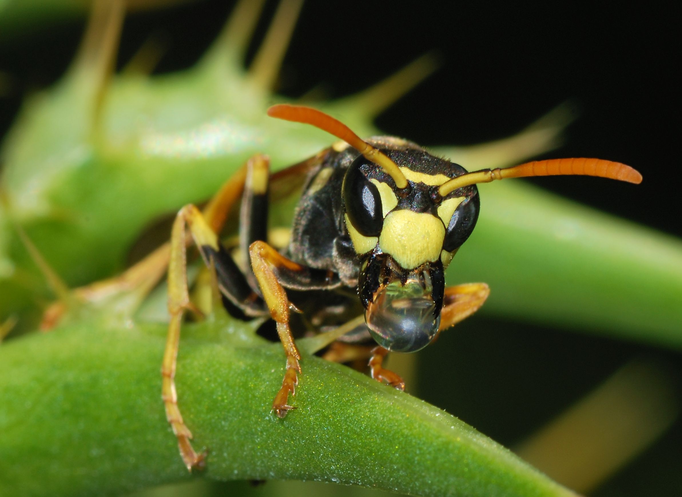 Paper Wasp 2385x1738