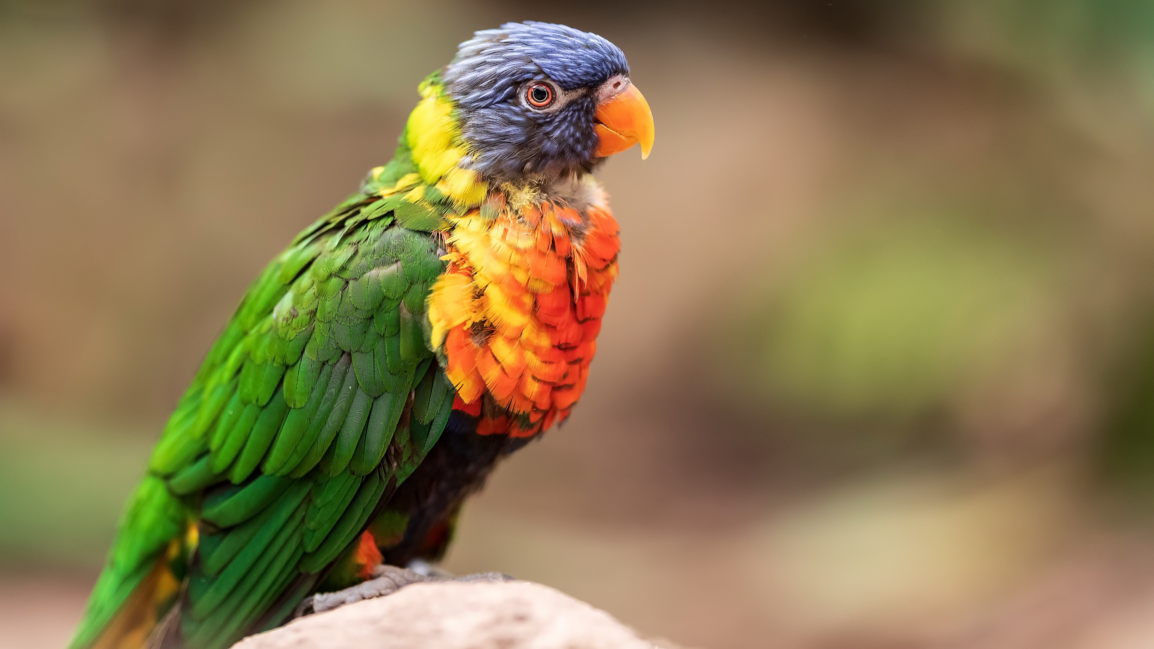 Bird Parrot Wildlife 3840x2160