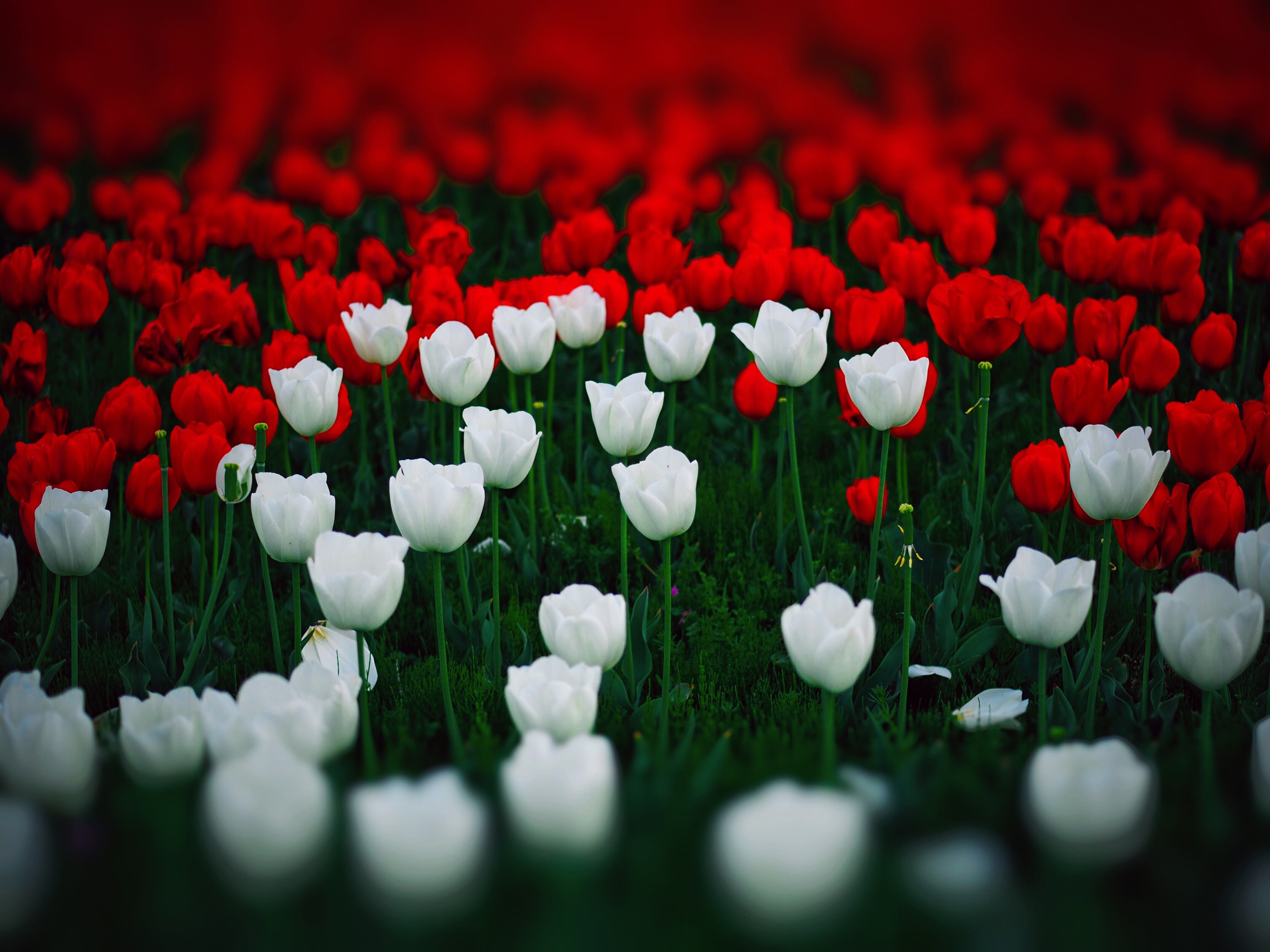 Red Flower White Flower Flower 2560x1920