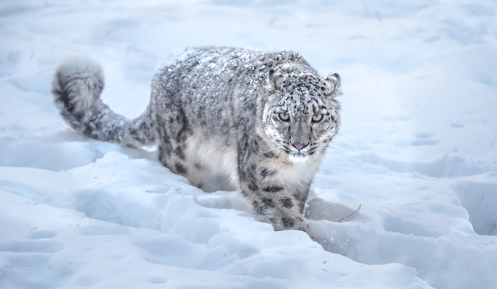 Snow Big Cat Wildlife Predator Animal 2000x1164