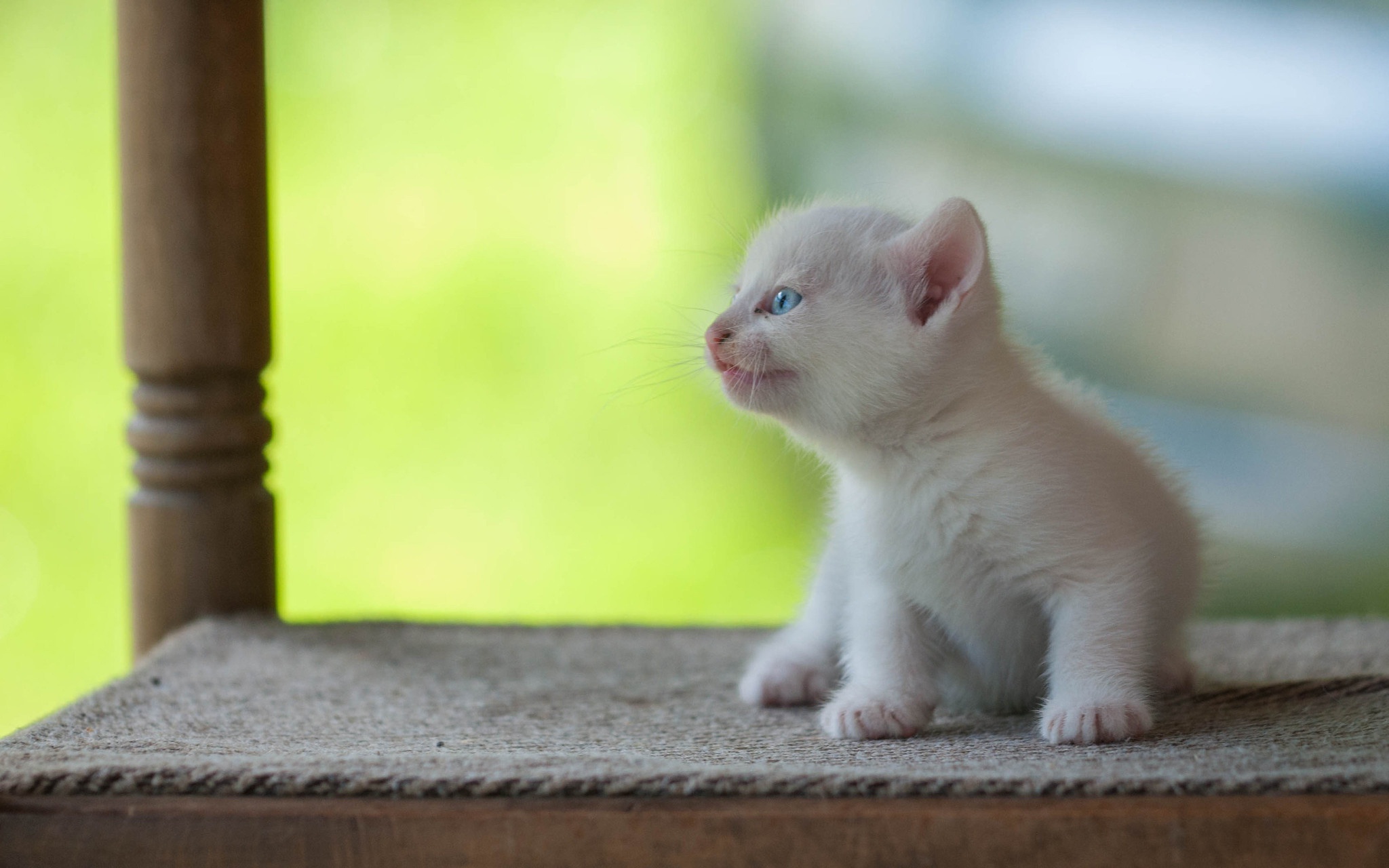 Baby Animal Kitten Pet 2048x1280