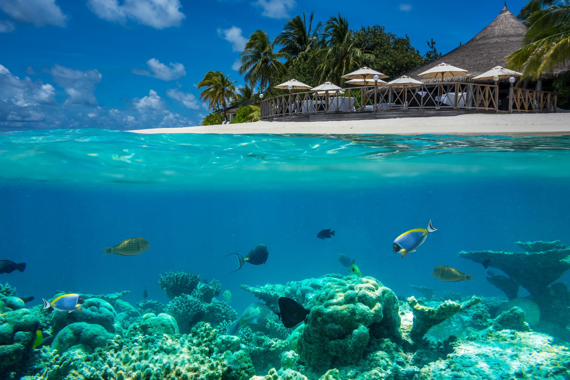Coral Maldives Tropics Underwater 2000x1333