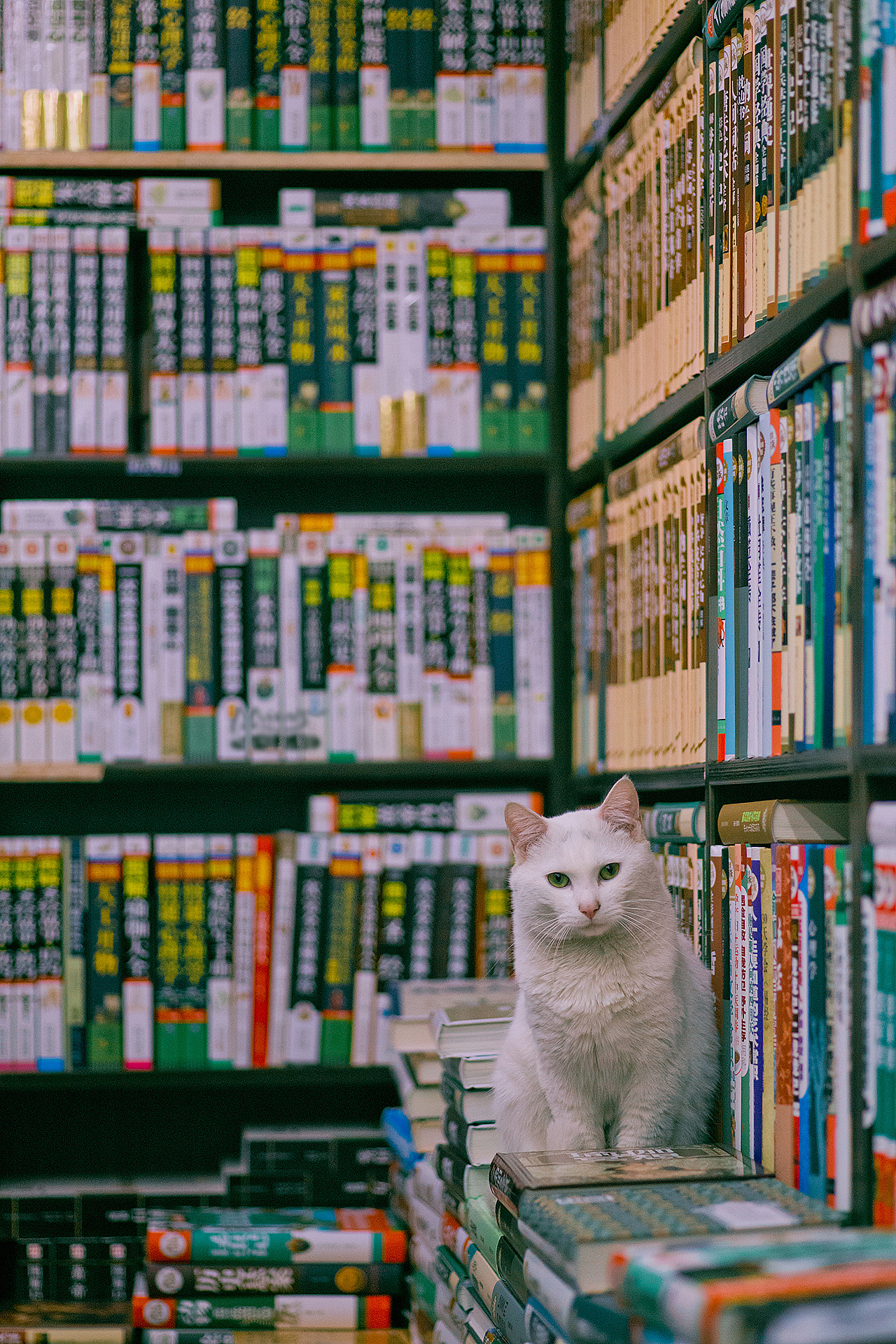 Cats Photography Bookstore Books 1280x1920