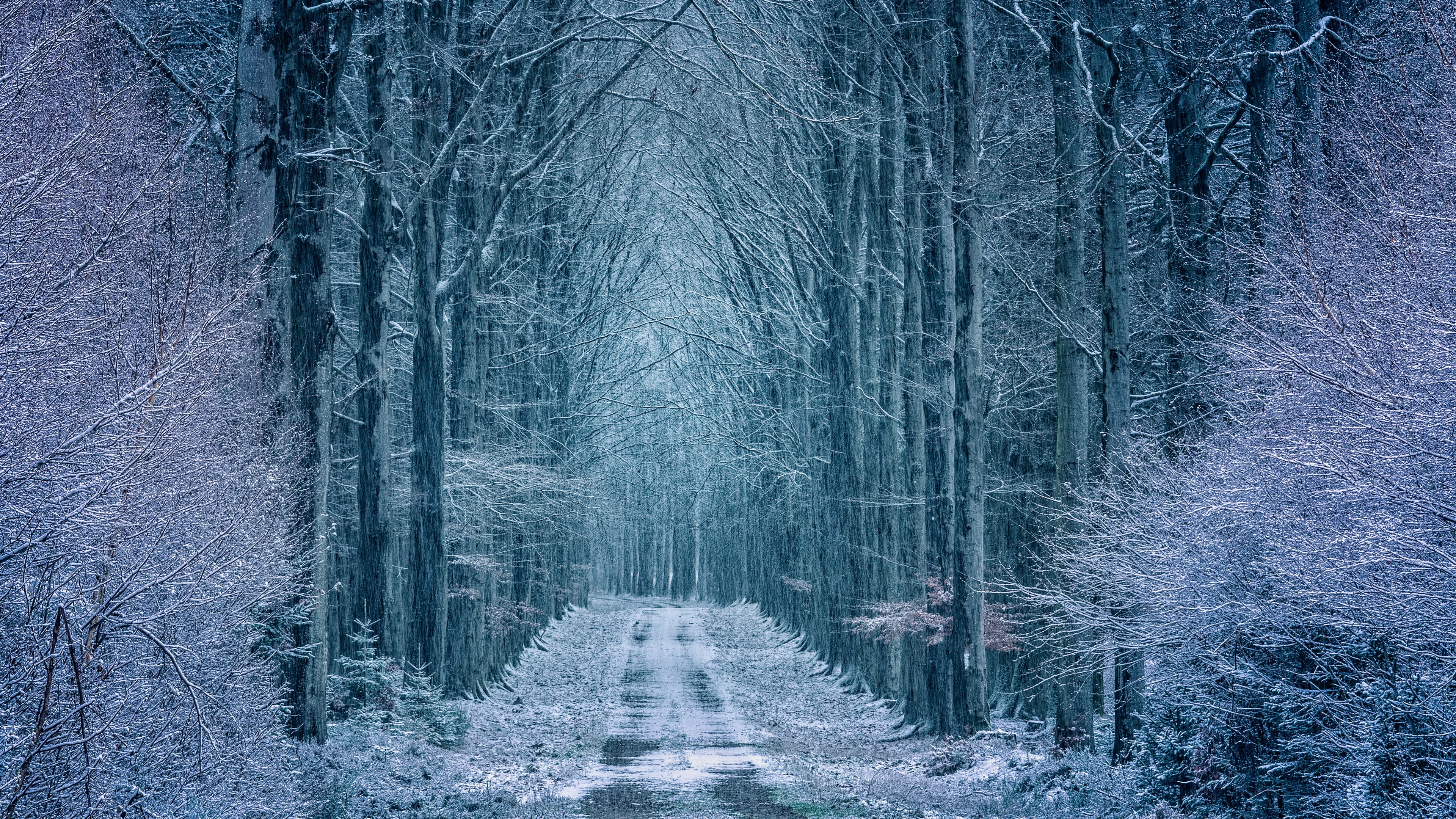 Nature Frost Outdoors Trees Winter Cold Dirt Road Snow 3840x2160