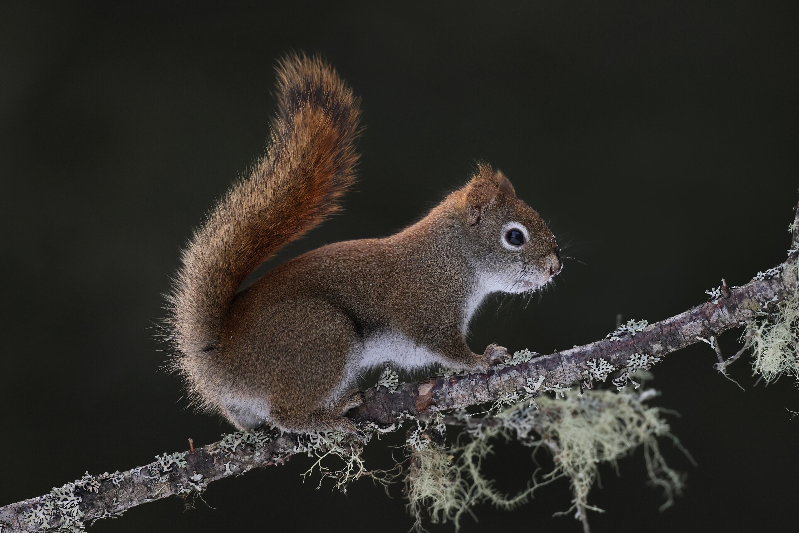 Squirrel Animals Depth Of Field Branch Mammals Nature 2560x1707