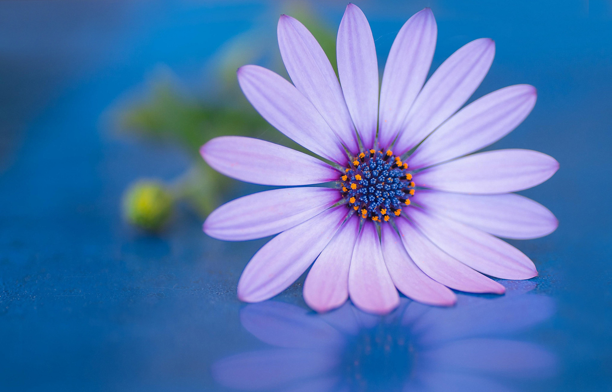 Close Up Daisy Purple Flower 1998x1280