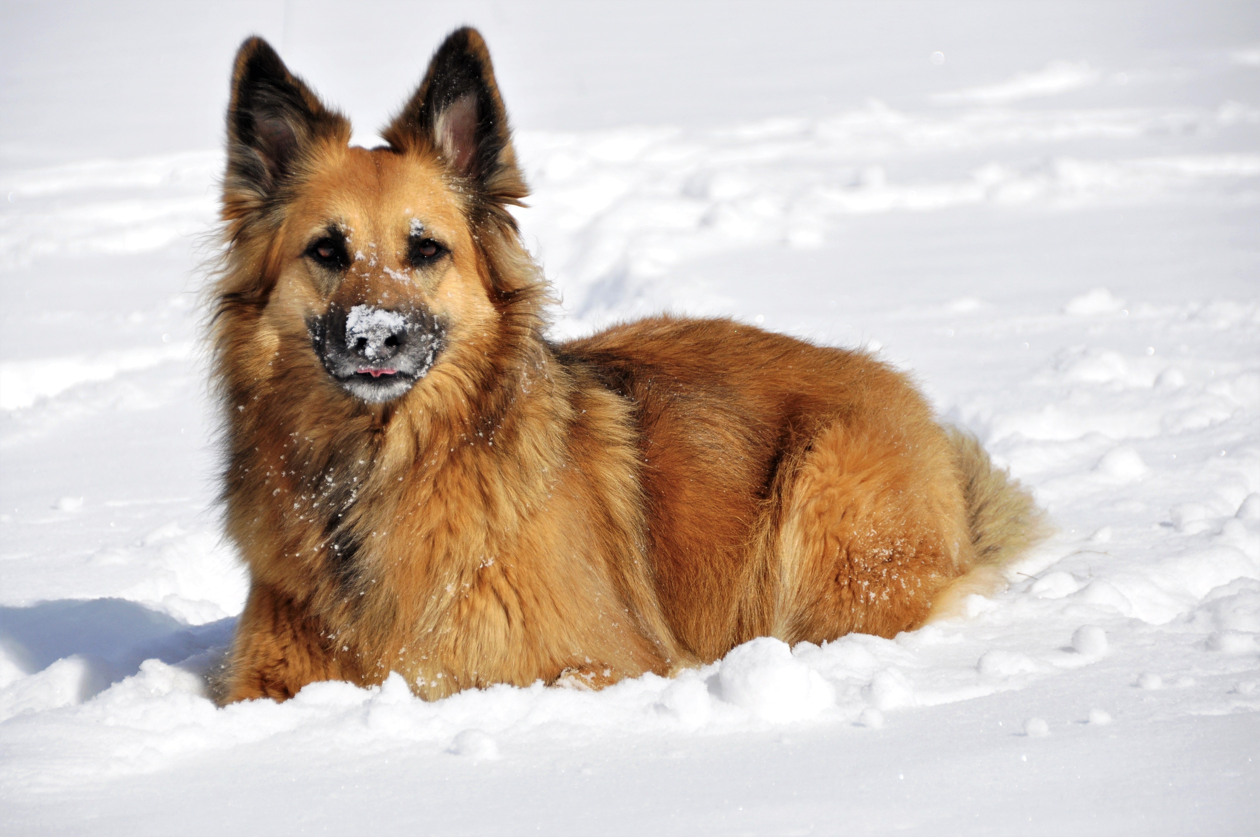 Dog Snow Winter 4288x2848