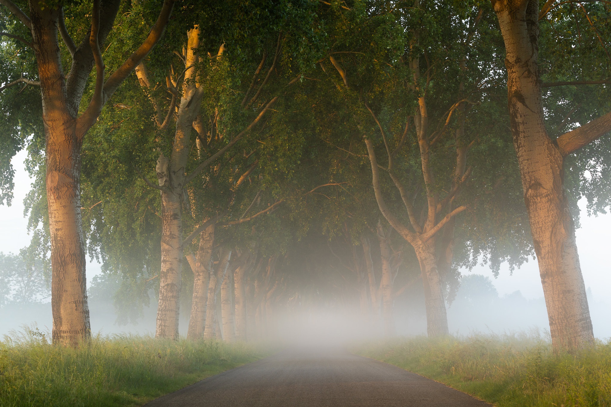 Fog Morning Netherlands 2048x1365