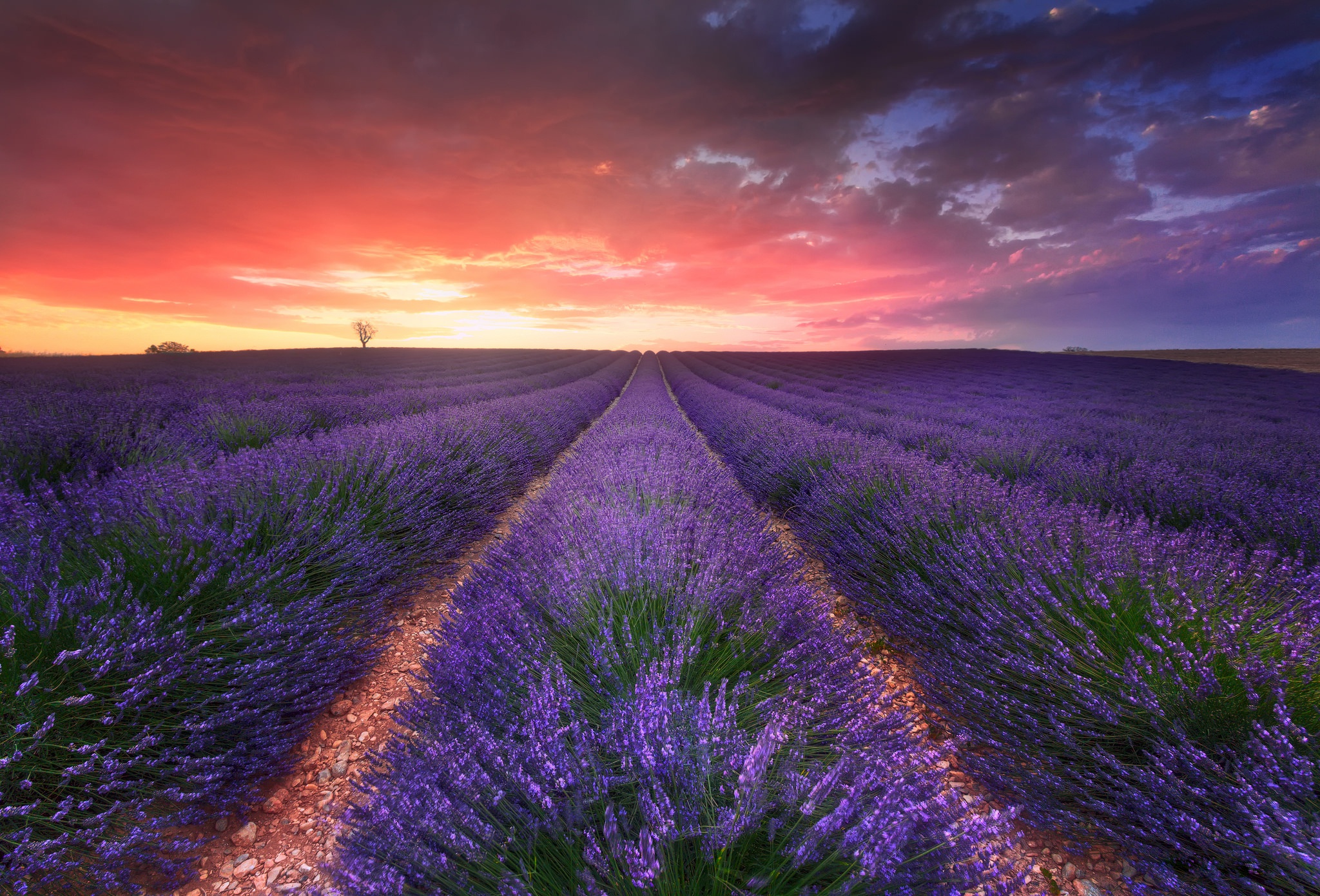 Lavender Field Plants Agro Plants Sky Sunlight Landscape 2048x1391
