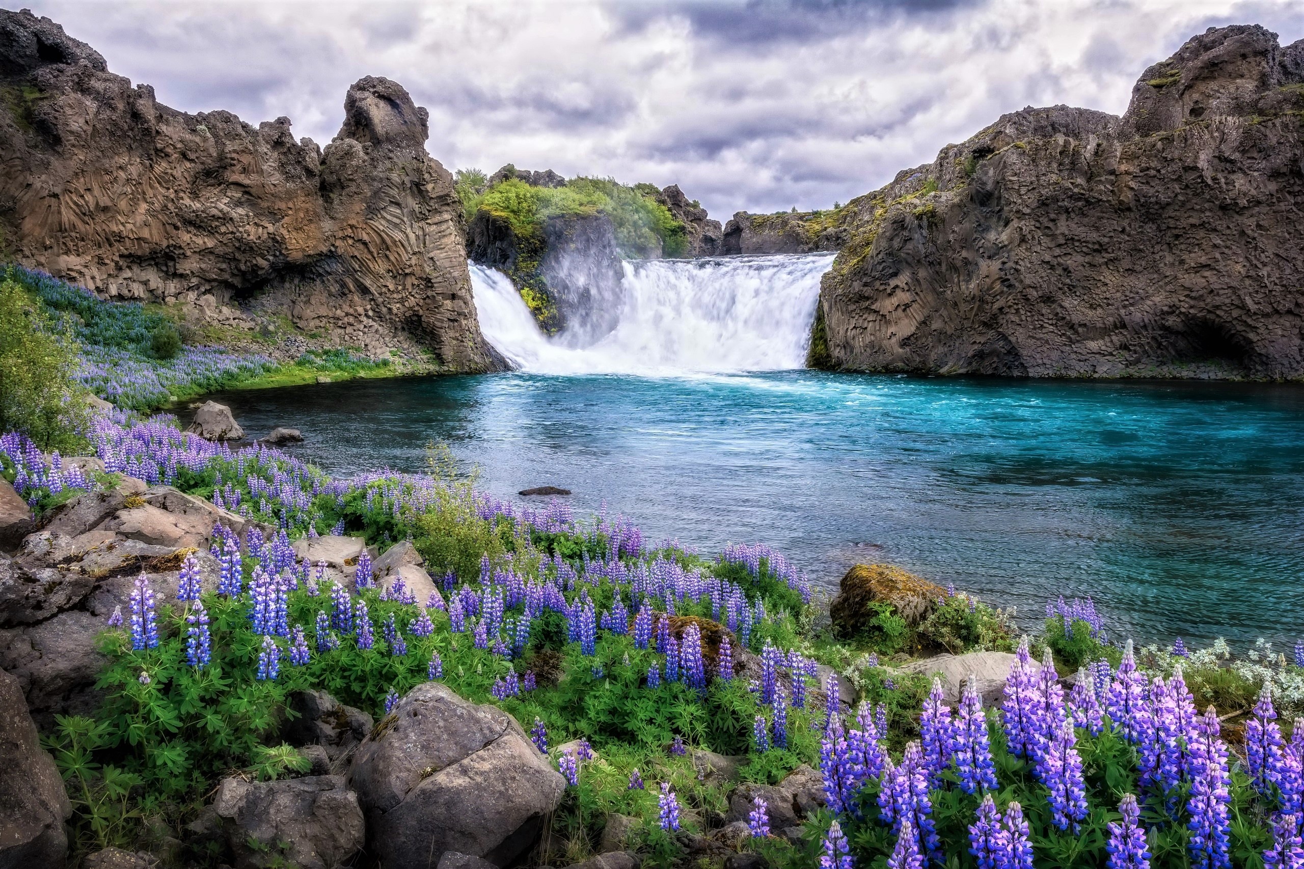 Flower Lake Lupine Rock Spring 2560x1707