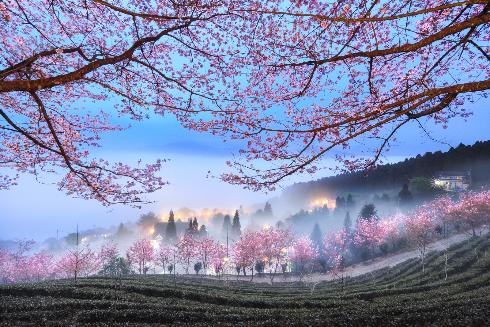 Nature Landscape Trees Morning Mist Branch Blooming Flowers Field Hills Cherry Blossom Blossom Shirl 1600x1067