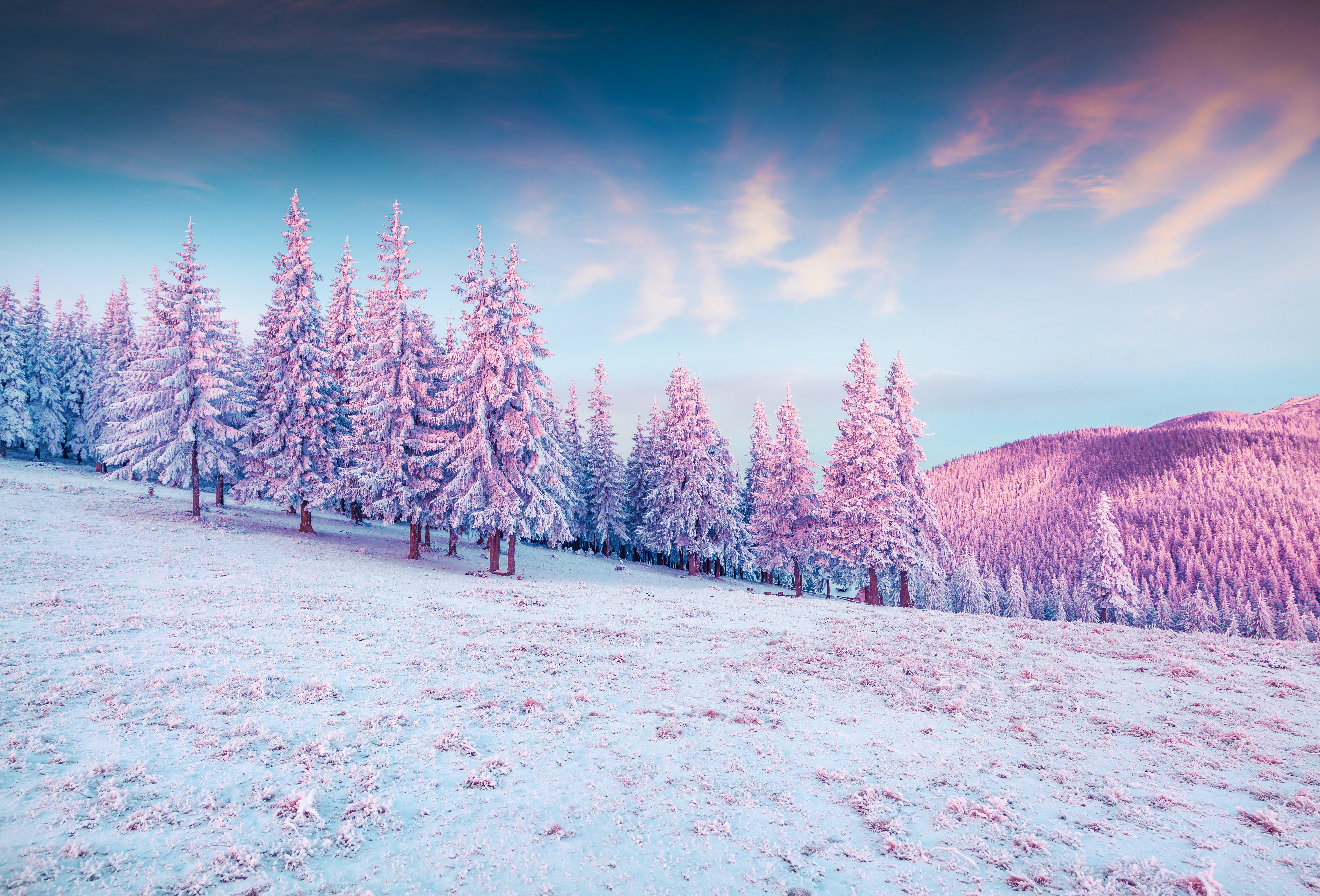 Winter Fir Nature Landscape Hills Mountains Snow Sky Forest Trees Pink White Cold Colorful Clouds Su 5891x4000