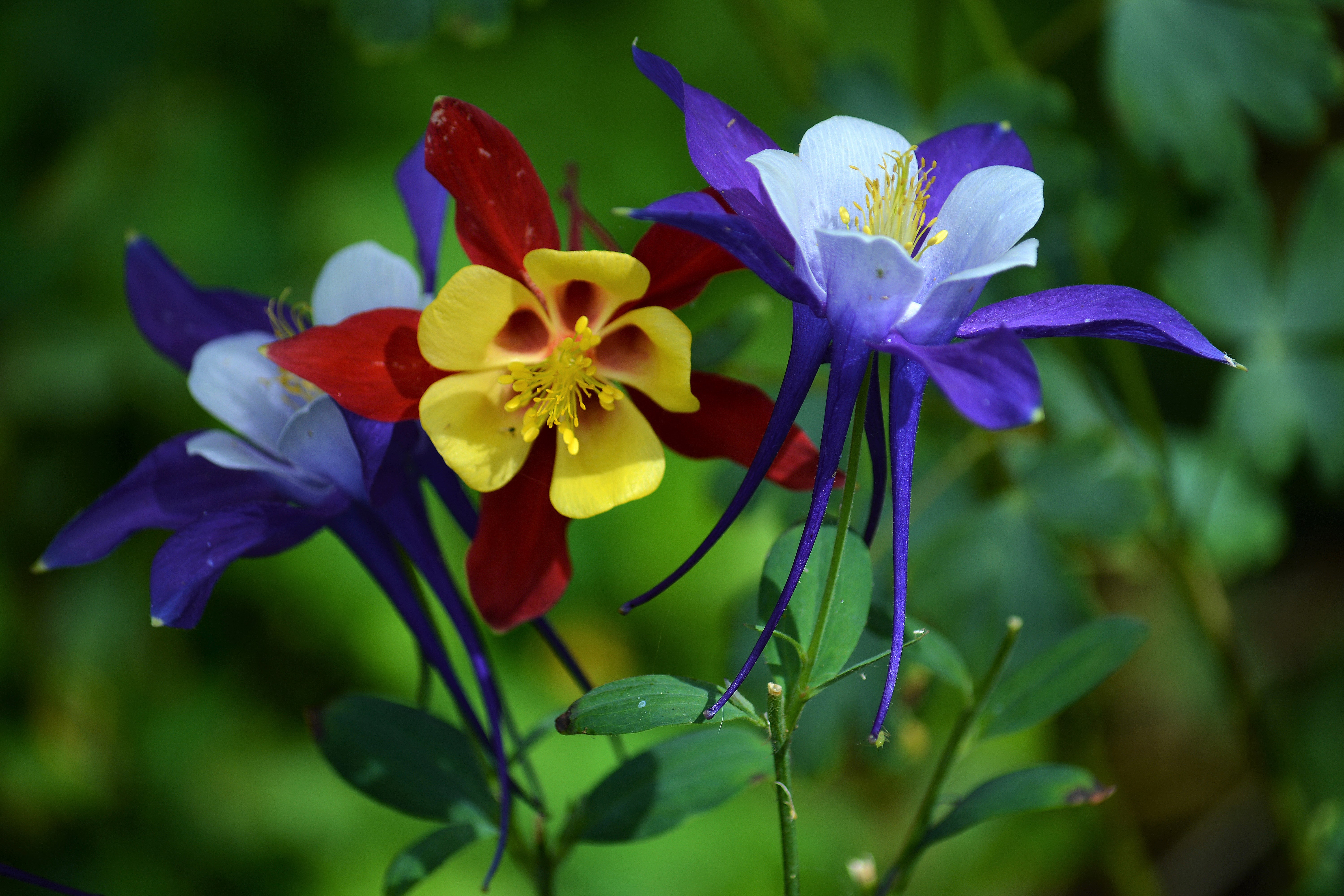 Colorful Columbine Earth Flower 6000x4000