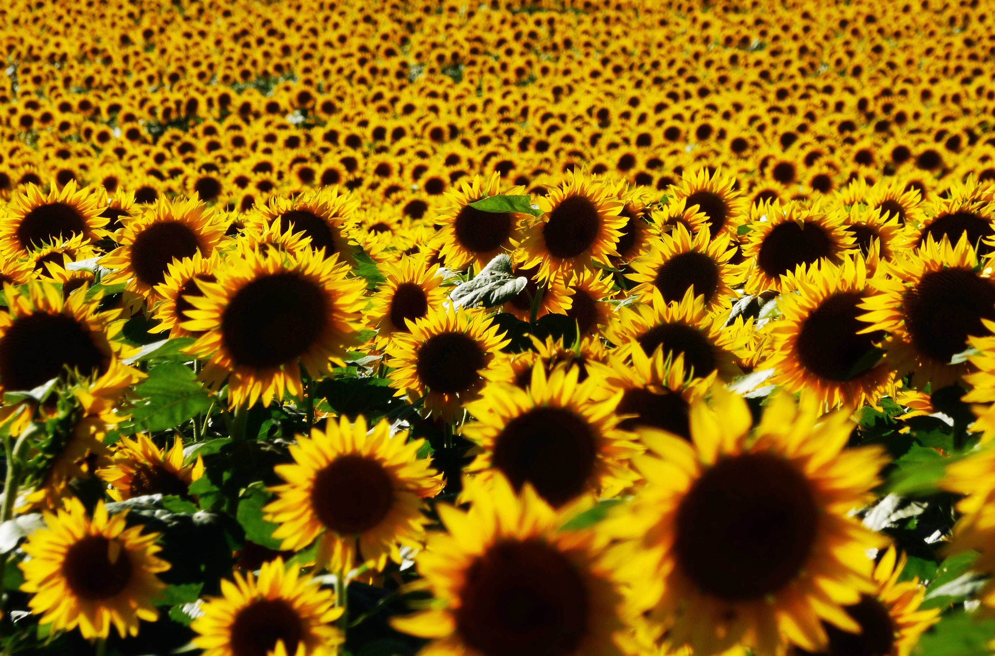 Summer Flower Yellow Flower Nature 3840x2533