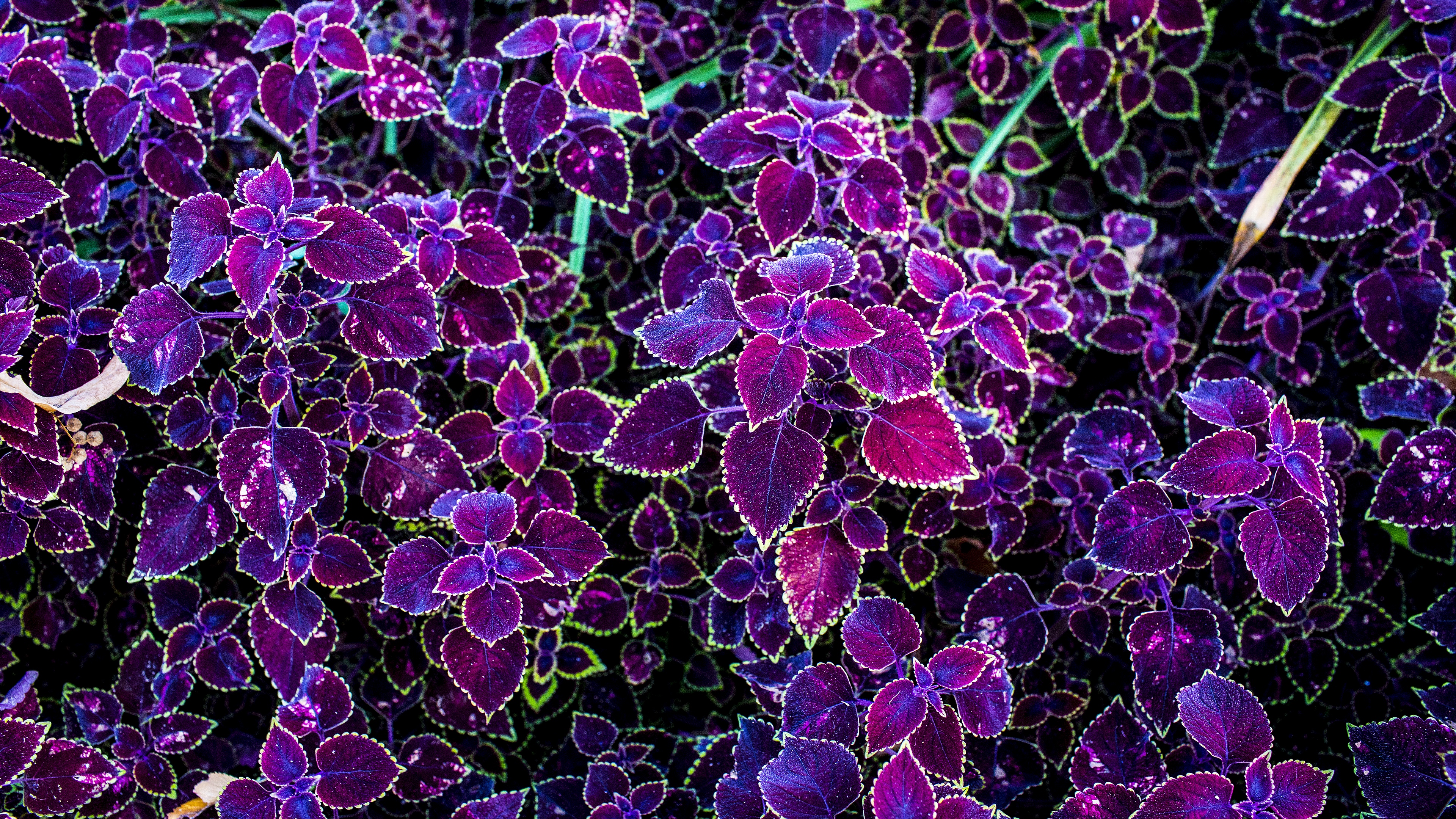 Coleus Leaf Plant Purple Flower 3840x2160