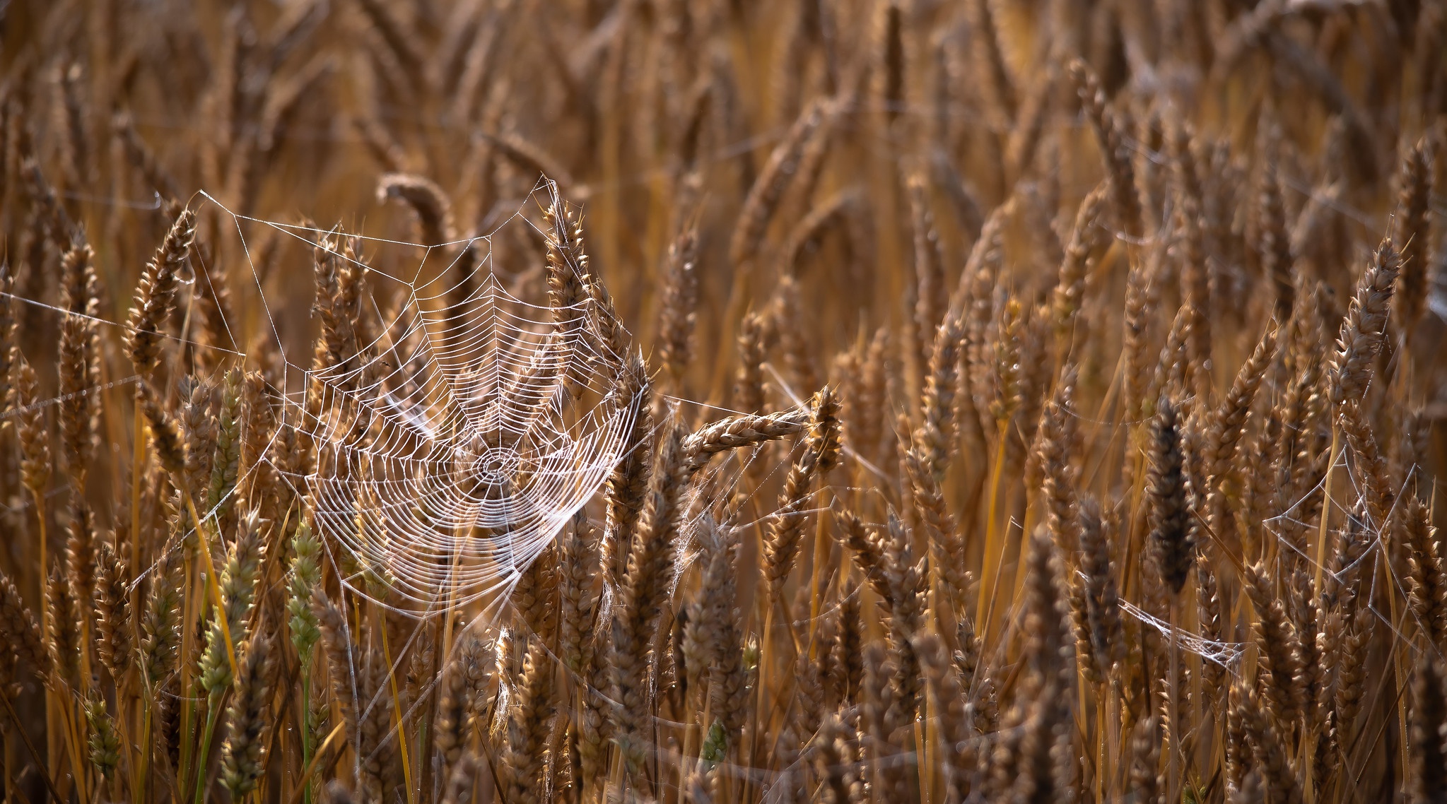 Wheat 2047x1138