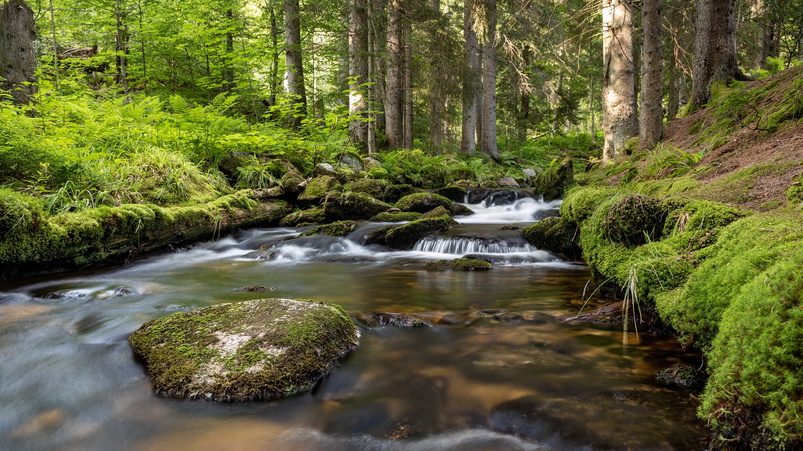 Nature Water Creeks Plants Trees Outdoors 2560x1440