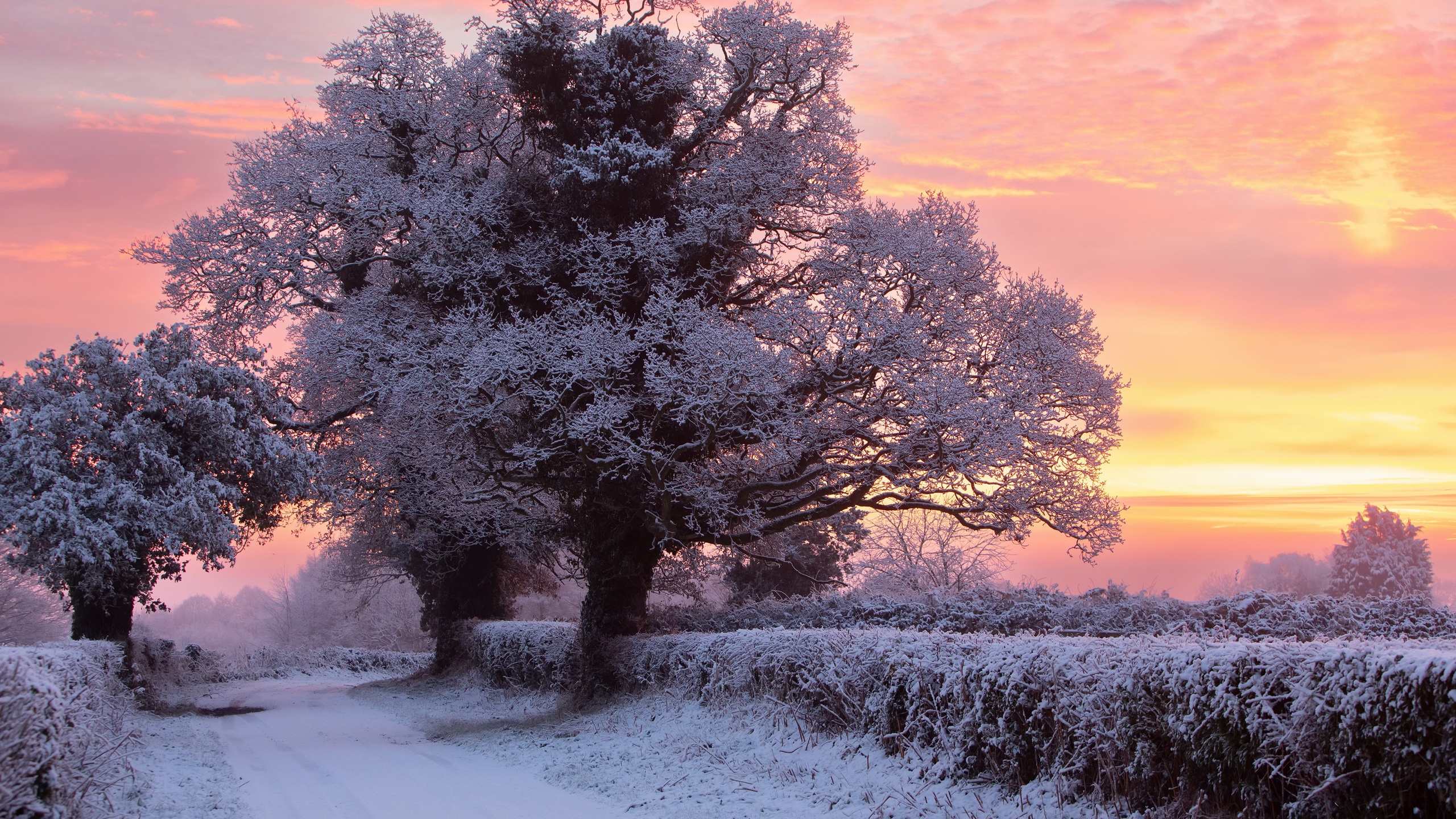 Outdoors Winter Cold Ice Frost Snow Orange Sky Nature Sunlight Trees 2560x1440