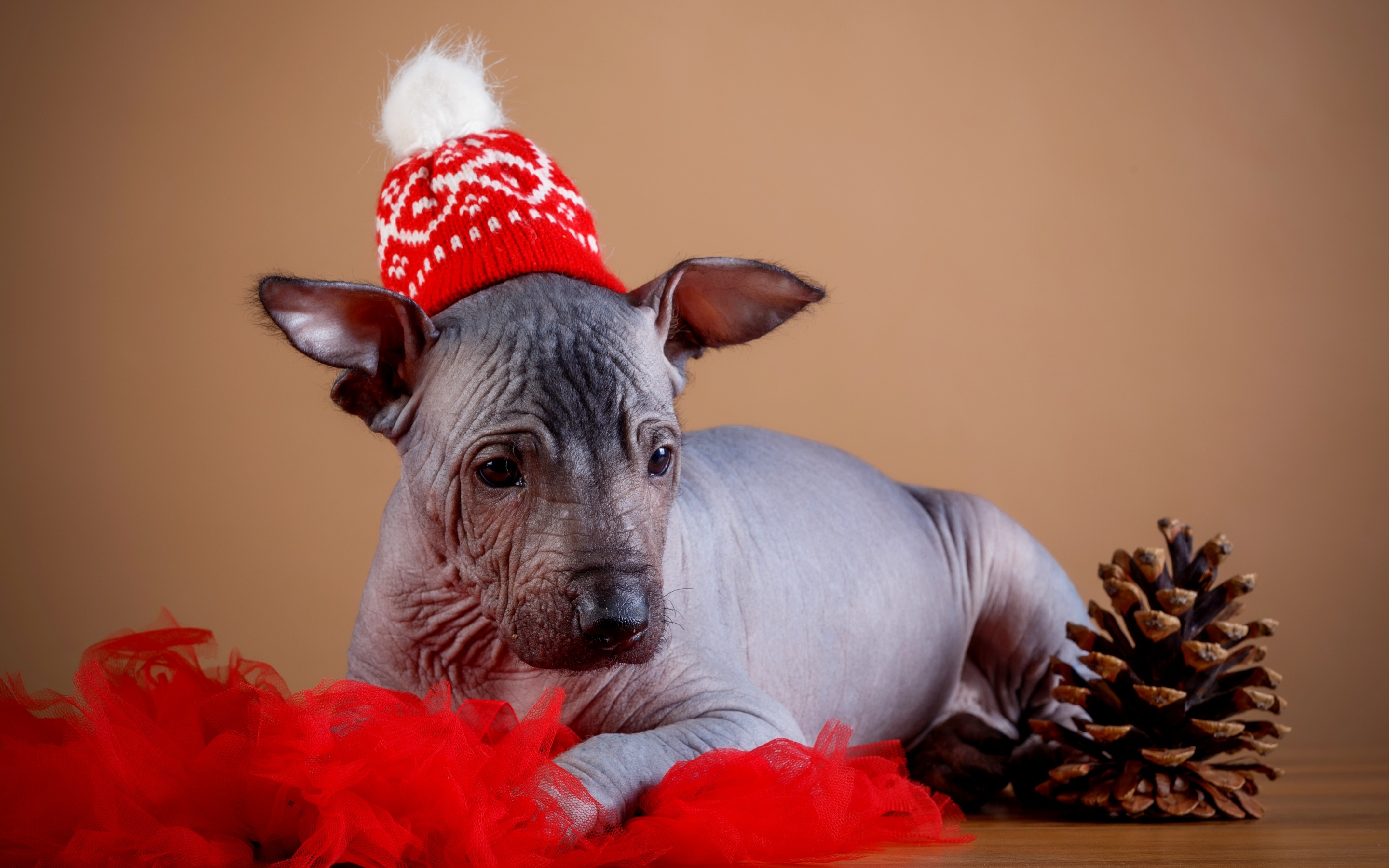 Holiday Dog Xoloitzcuintle 2880x1800