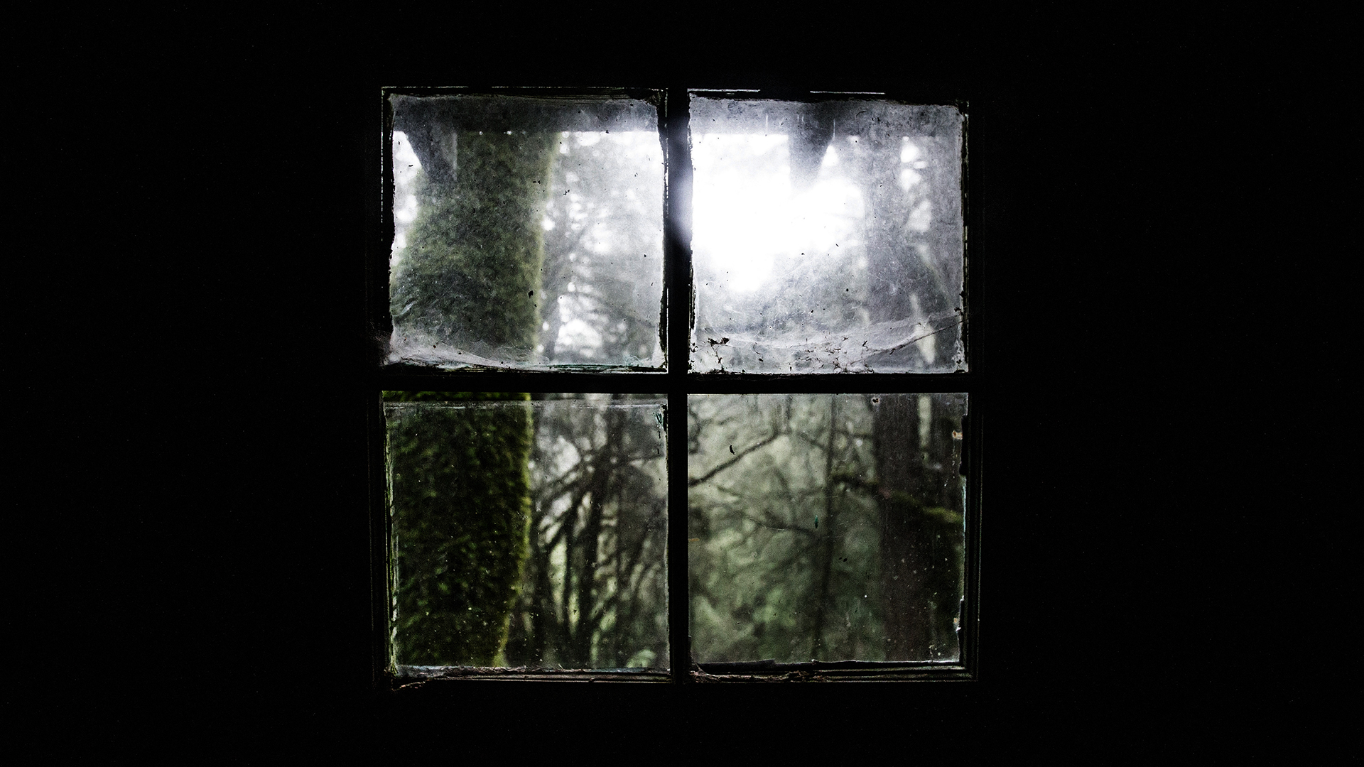 Teddy Kelley Looking Out Window Window Greenery Black Background Moss Trees 1920x1080