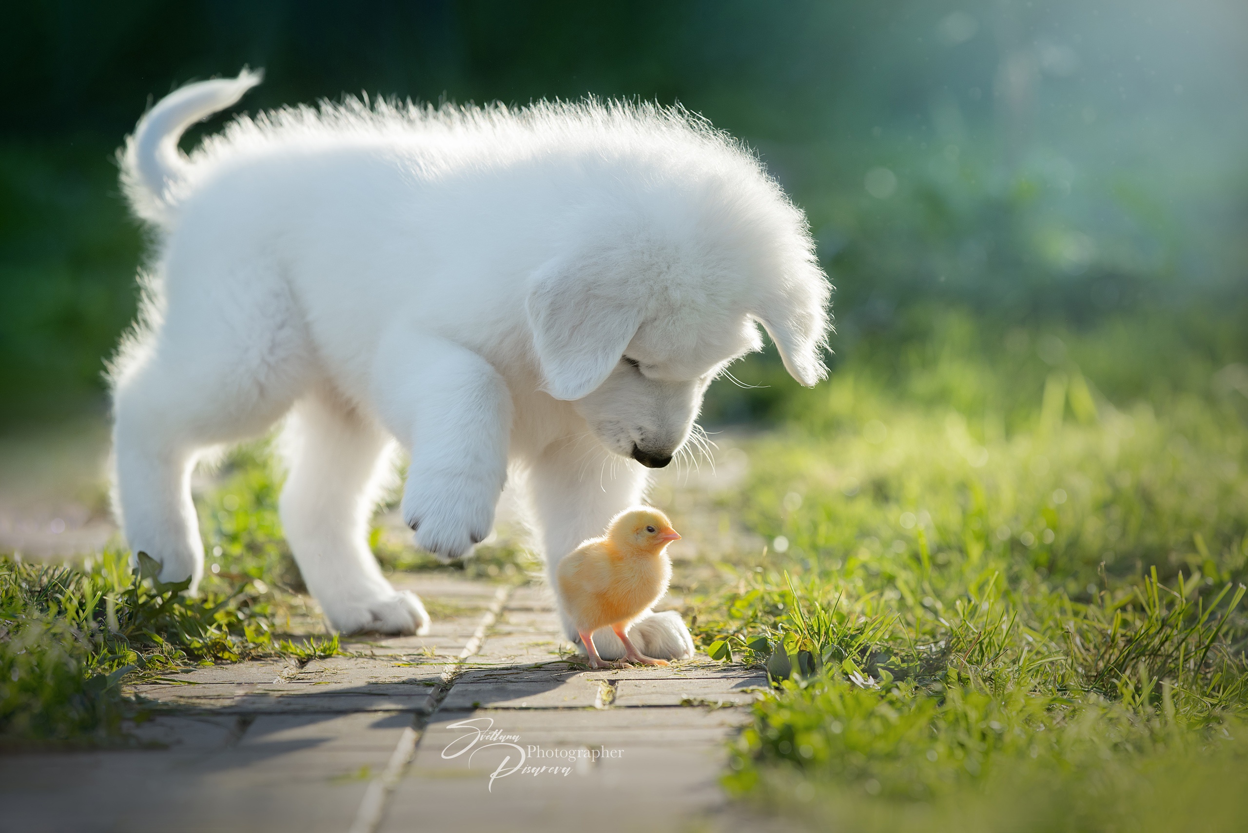 Chick Dog Pet Puppy 2560x1708