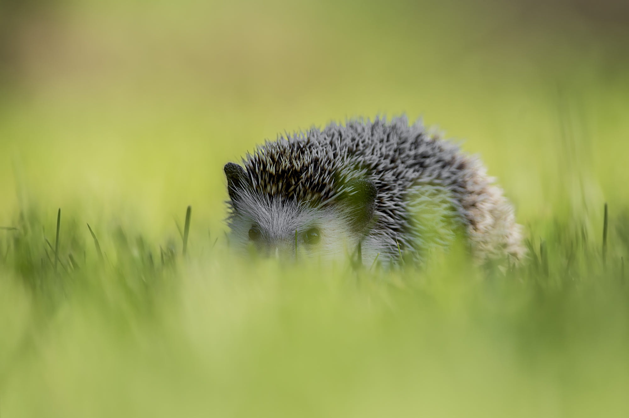 Hedgehog Wildlife 2000x1331