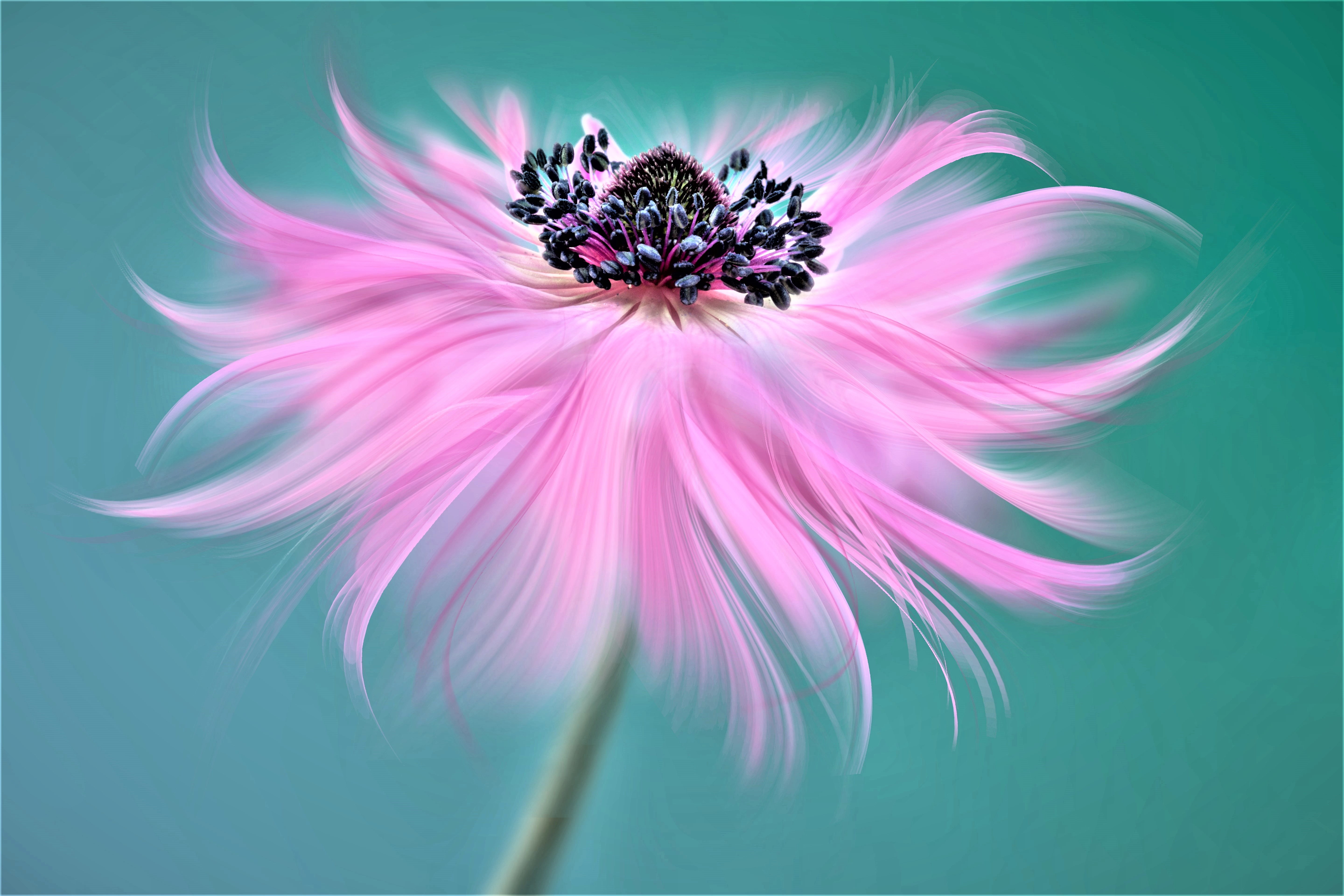 Macro Pink Flower 5760x3840