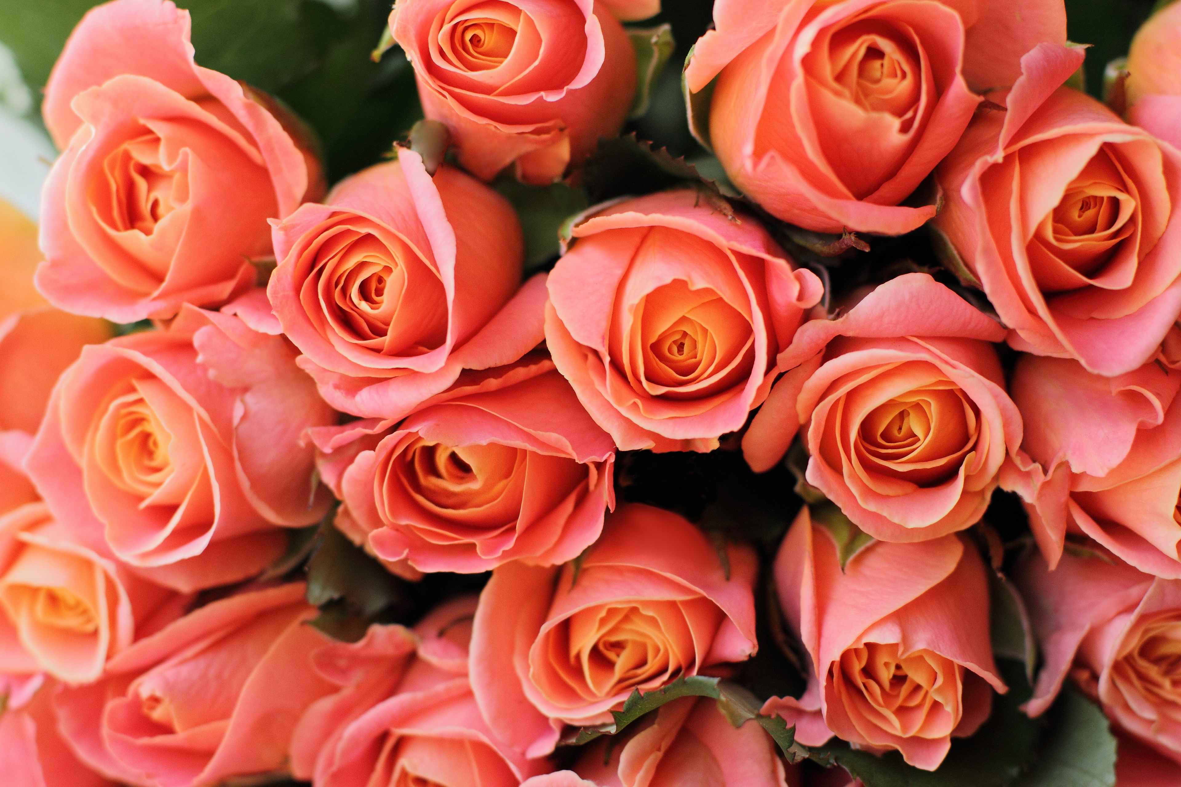 Rose Bouquet 3840x2560