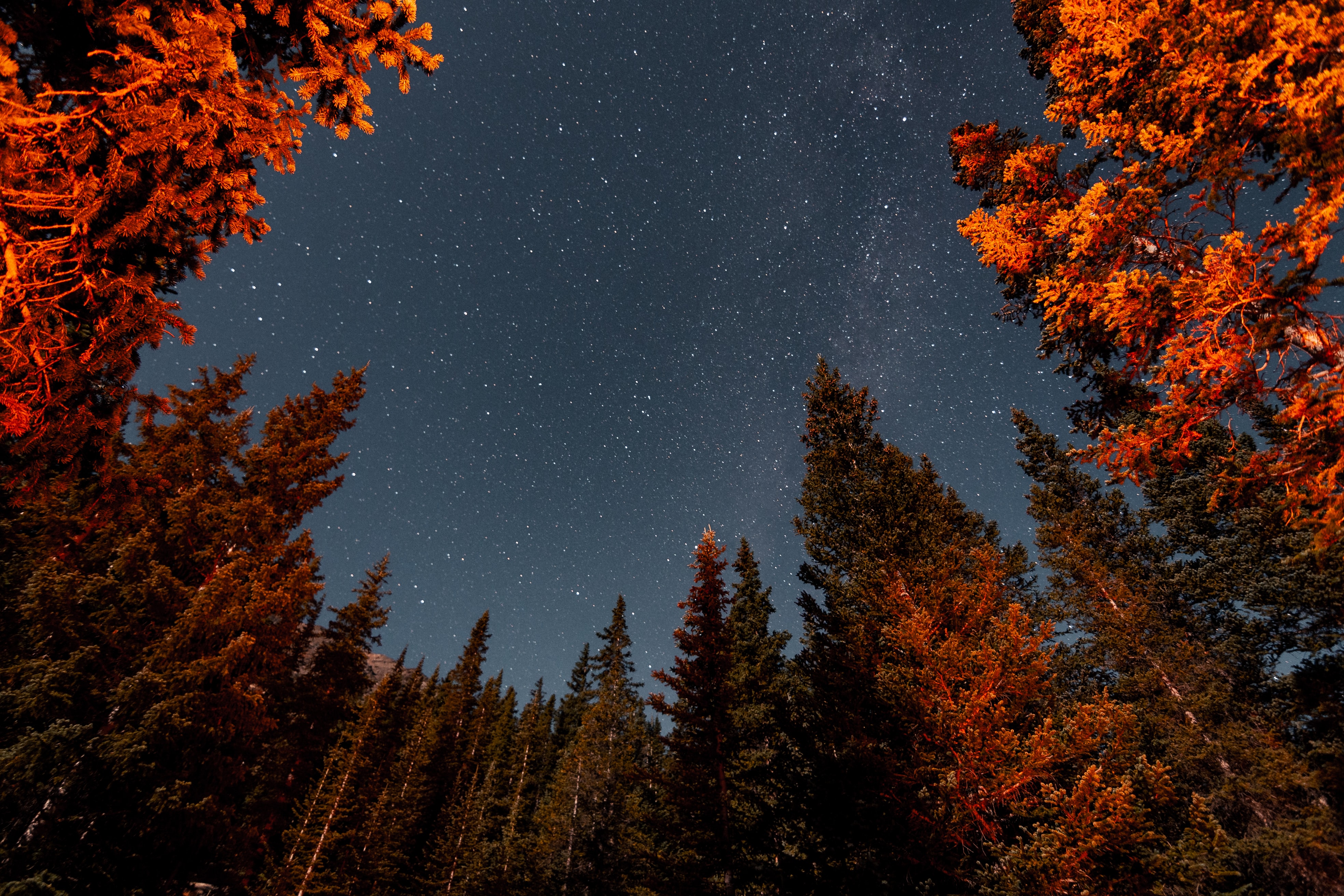 Nature Trees Forest Landscape Stars Starry Night 3936x2624