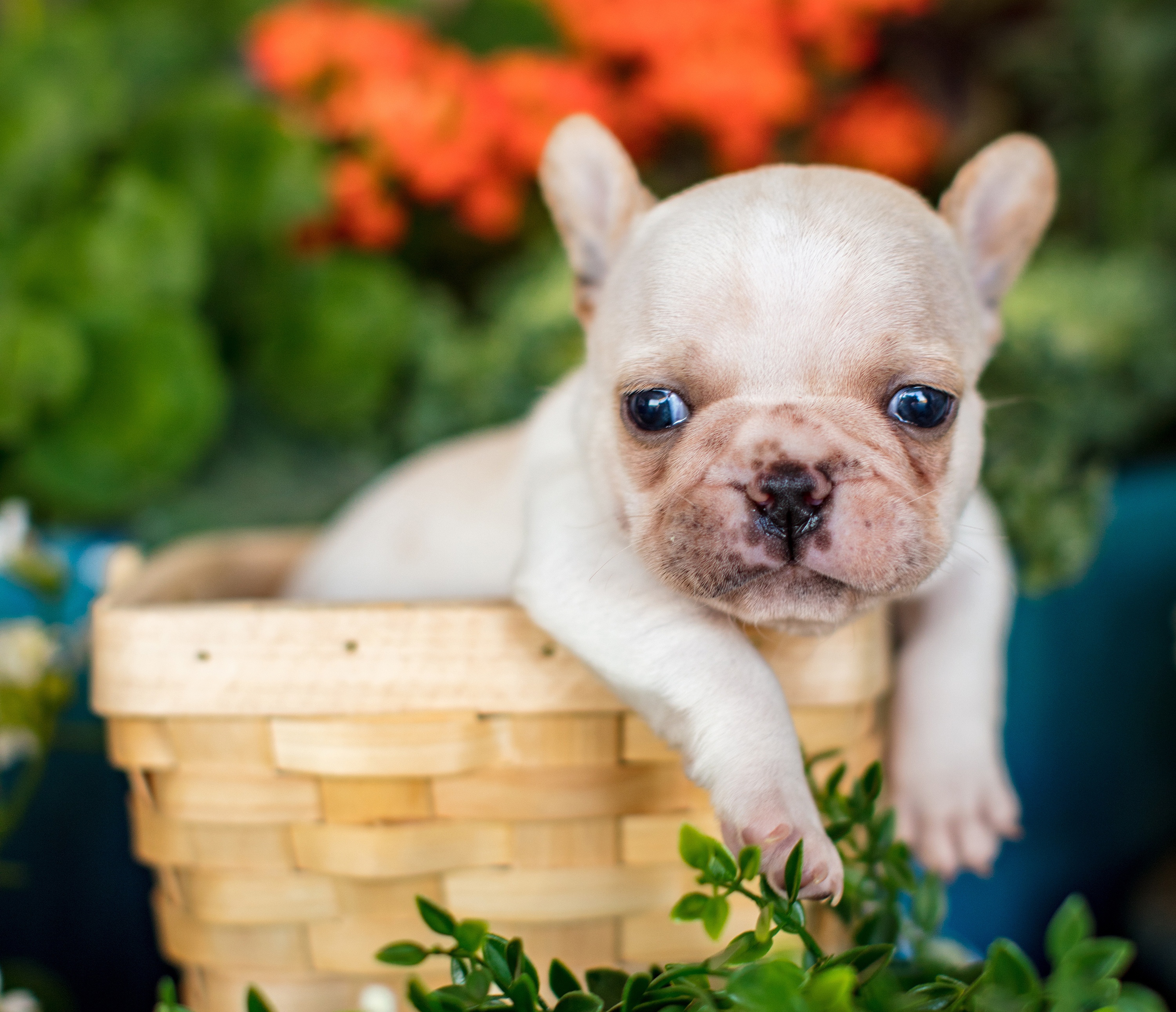 Baby Animal Dog French Bulldog Pet 3000x2581