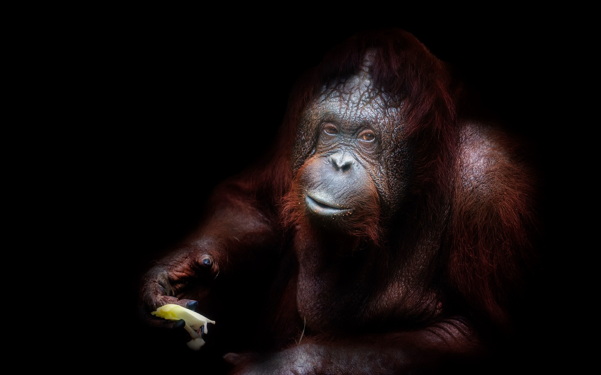 Animal Orangutan 2048x1280