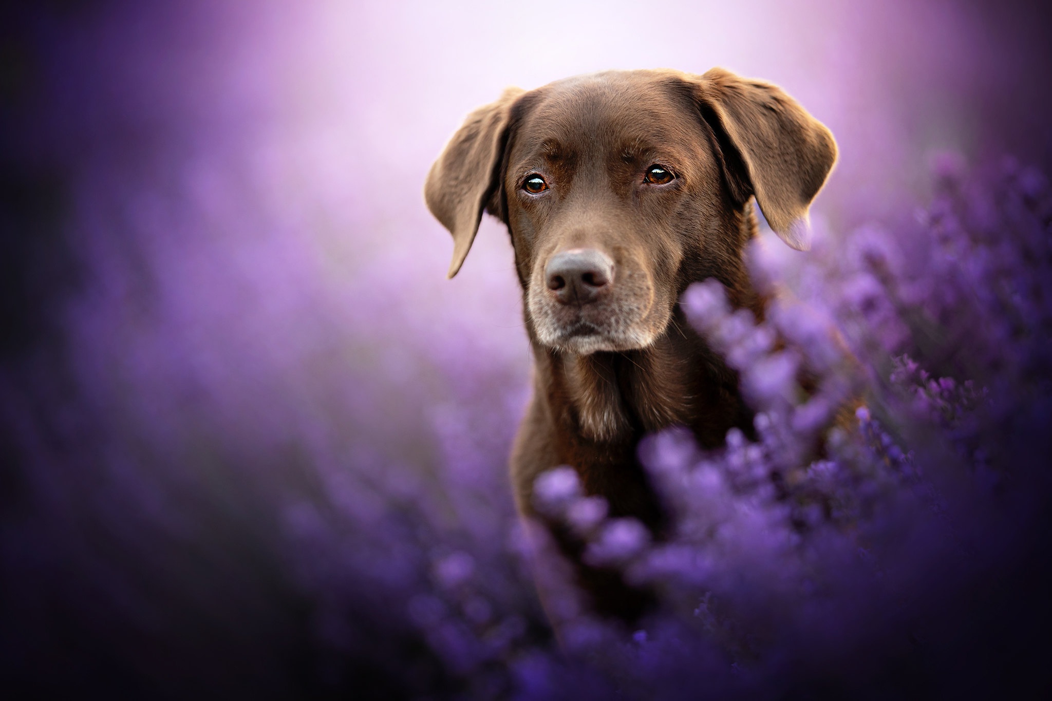 Dog Flower Lavender Pet 2048x1365
