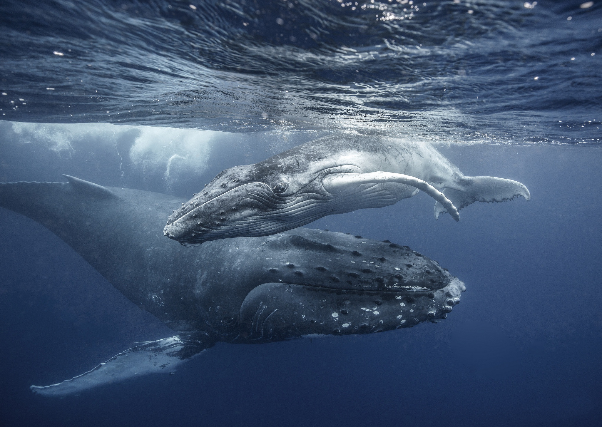 Baby Animal Humpback Whale Sea Life Underwater Whale 2048x1453