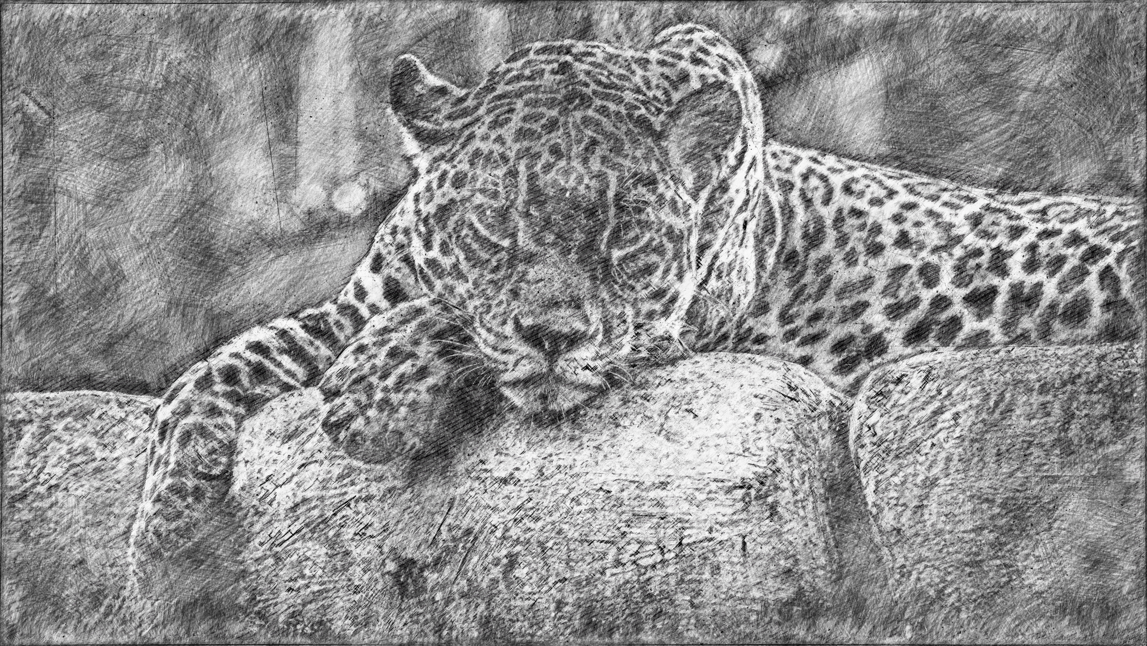 Artwork Drawing Pencil Drawing Leopard 3842x2164