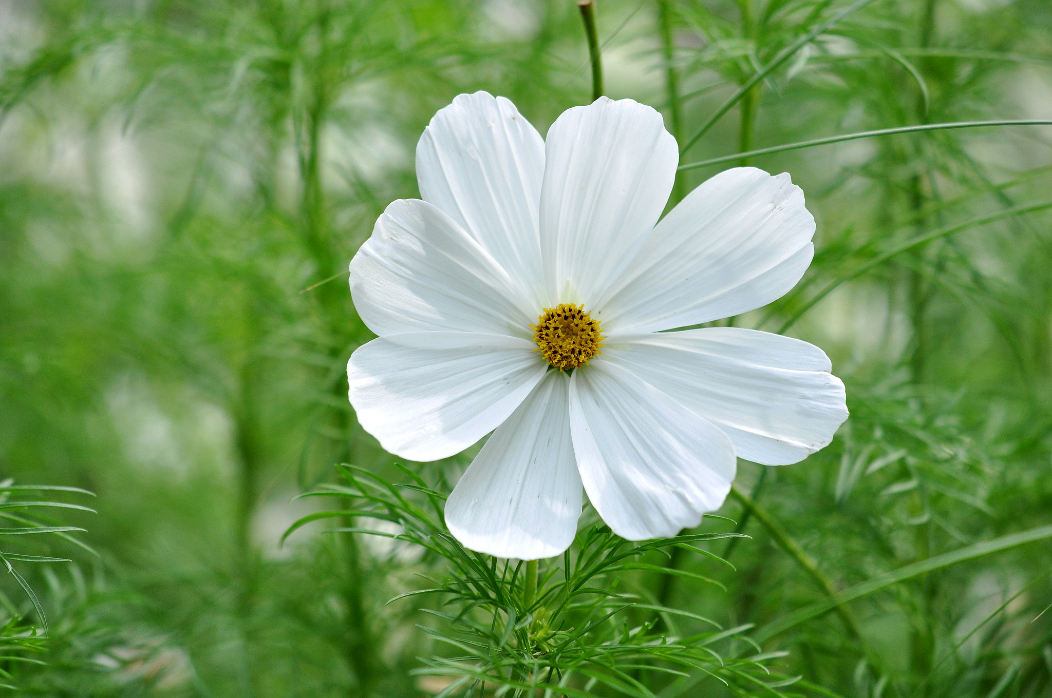 Grass White Flower 2048x1360