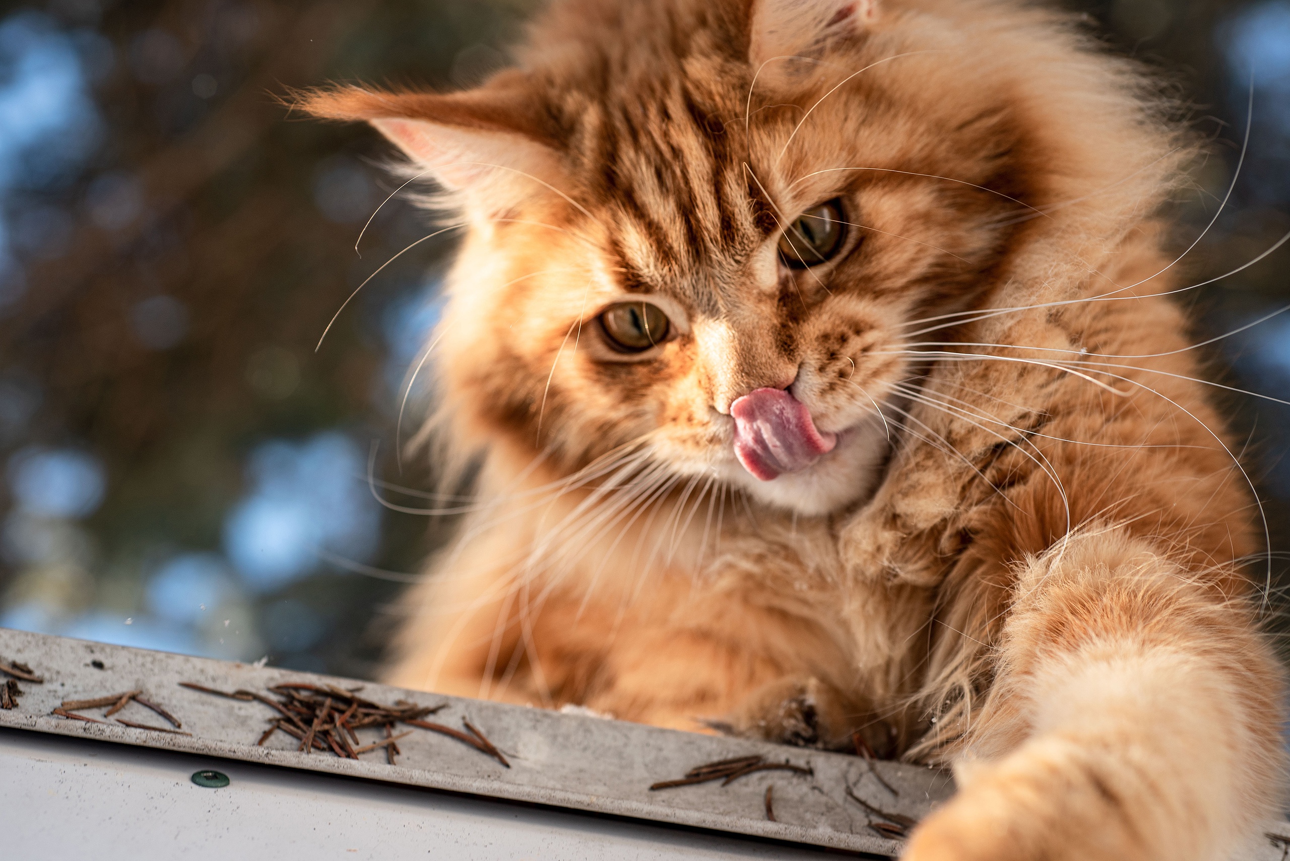 Cats Animals Mammals Outdoors Tongues Tongue Out Maine Coon 2560x1709