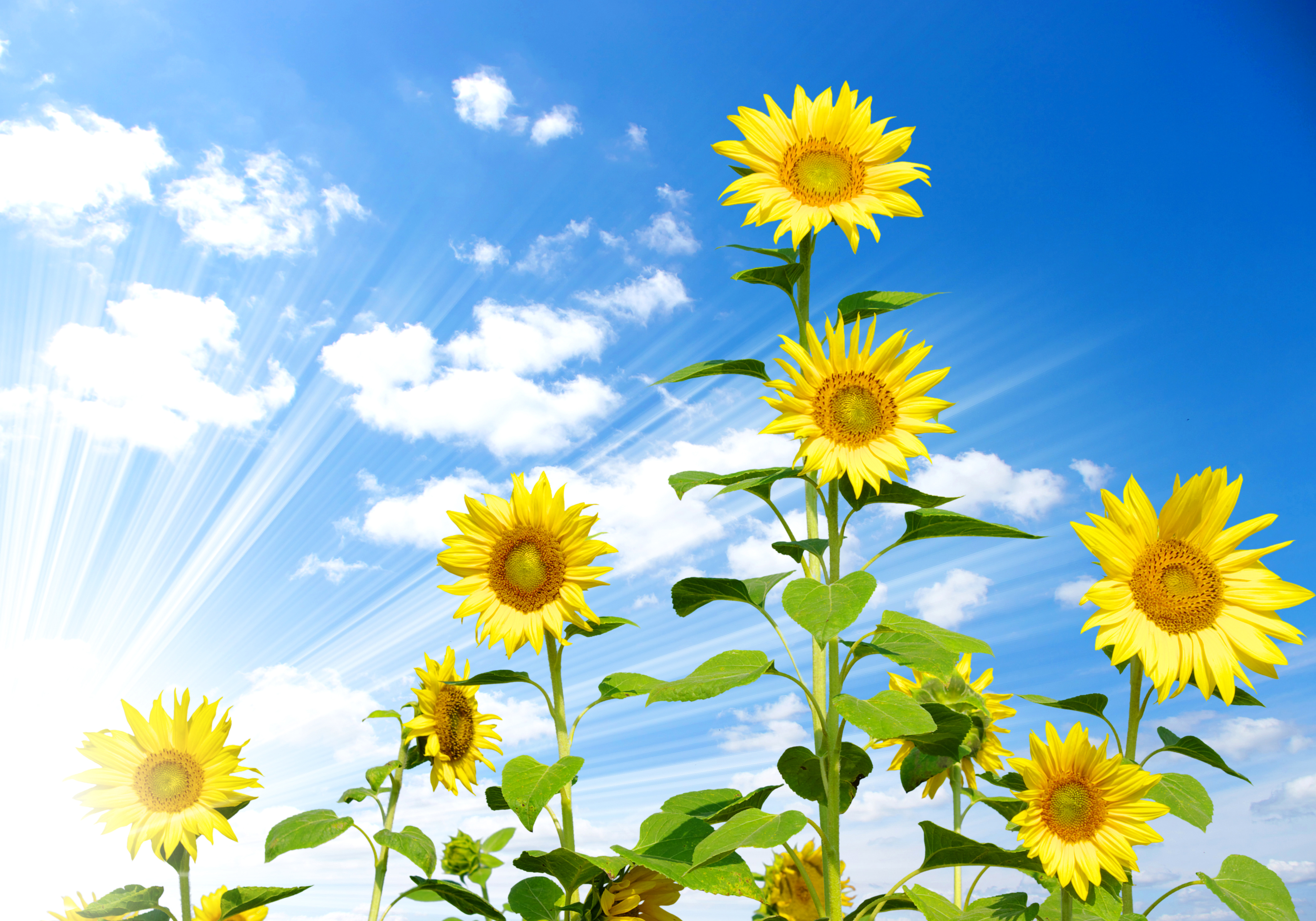 Sunbeam Summer Yellow Flower Flower Sky 4246x2972