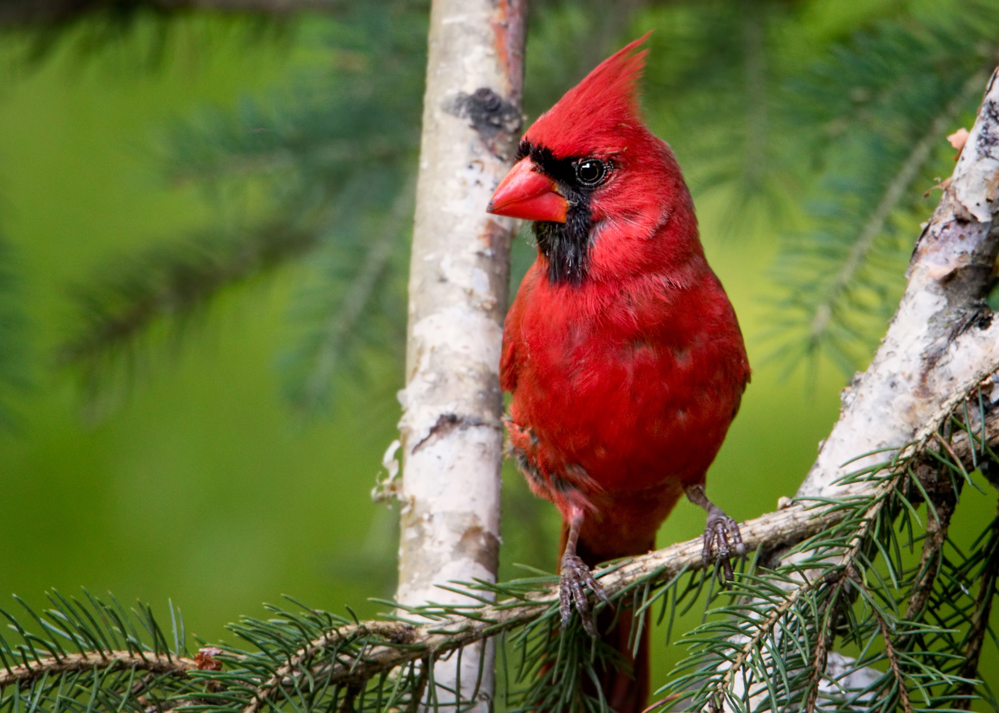 Bird Cardinal Wildlife 2048x1463