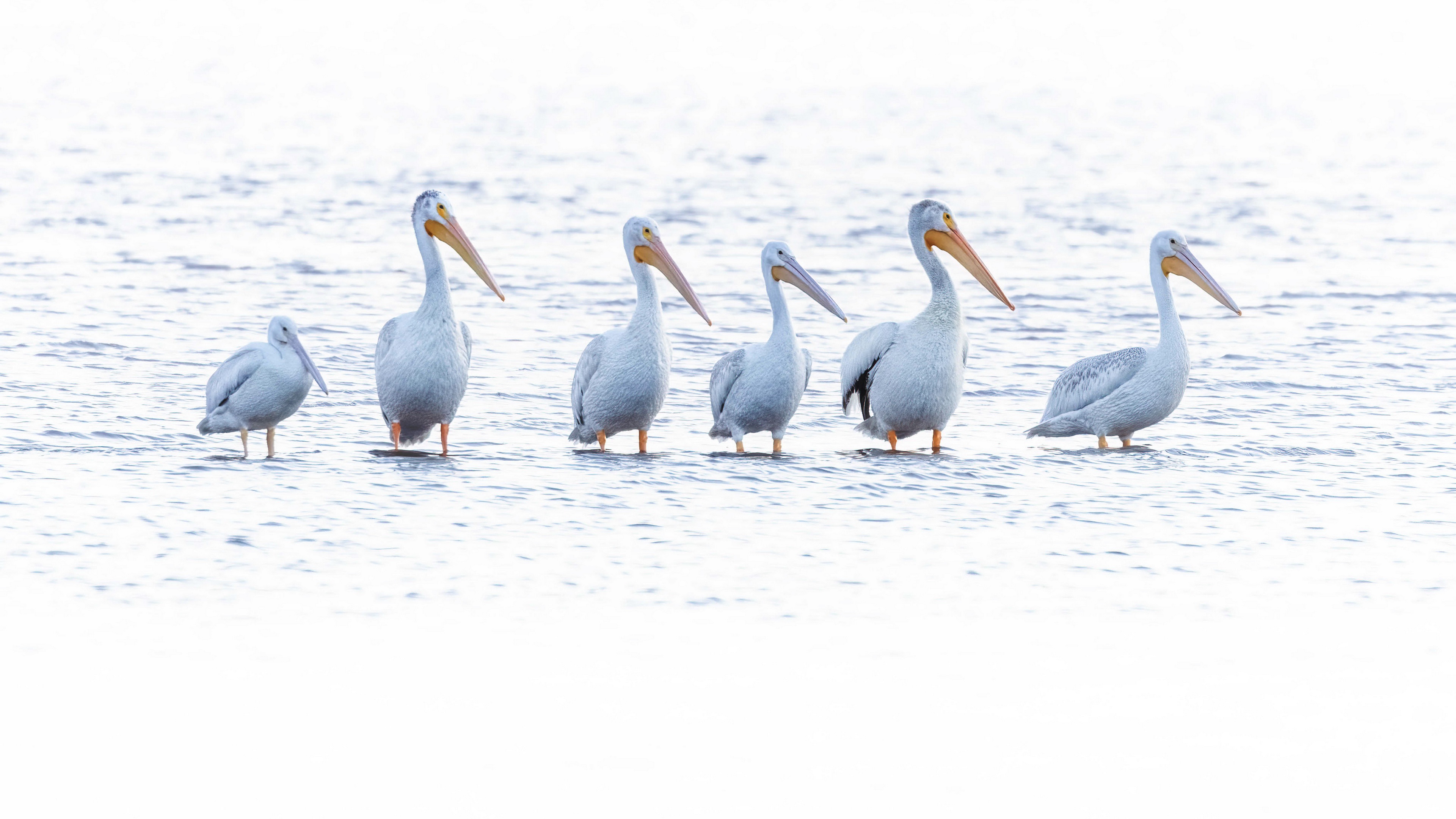 Animals Birds Pelicans In Water Water Nature 3840x2160