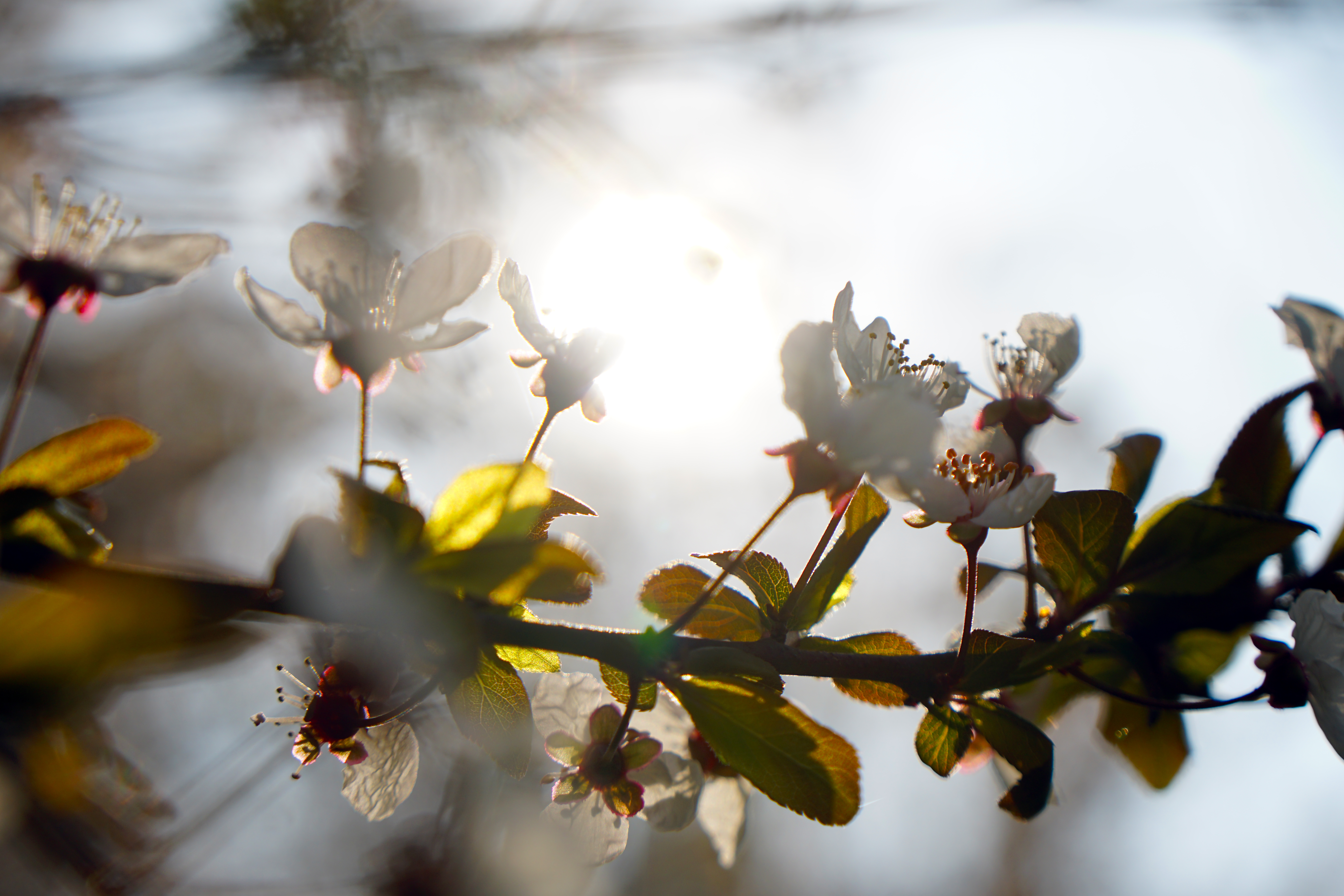 Yuqitao Flowers Leaves Branch Trees Plants Nature Sunlight 6000x4000