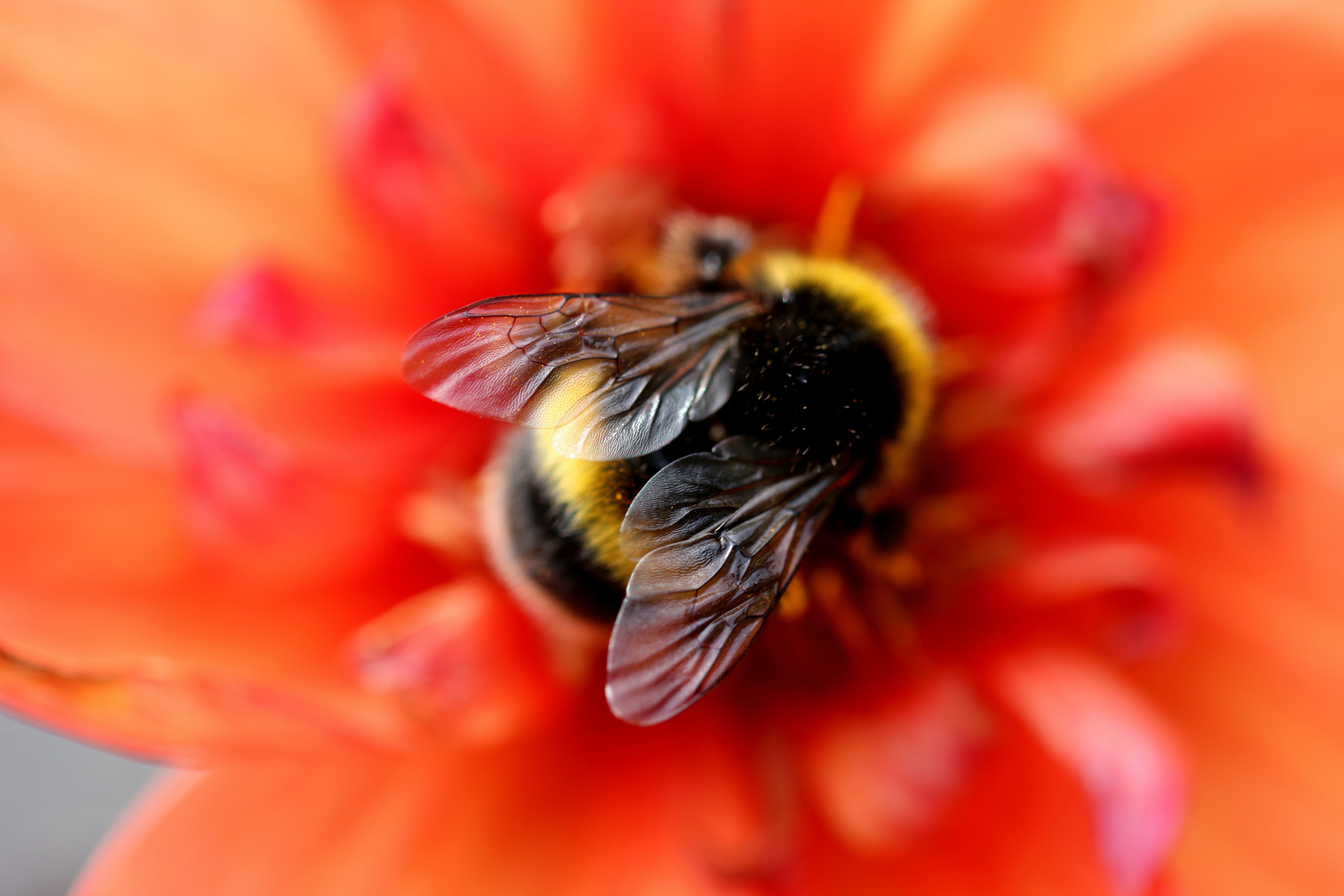 Bee Blur Insect Macro Red Flower 5184x3456