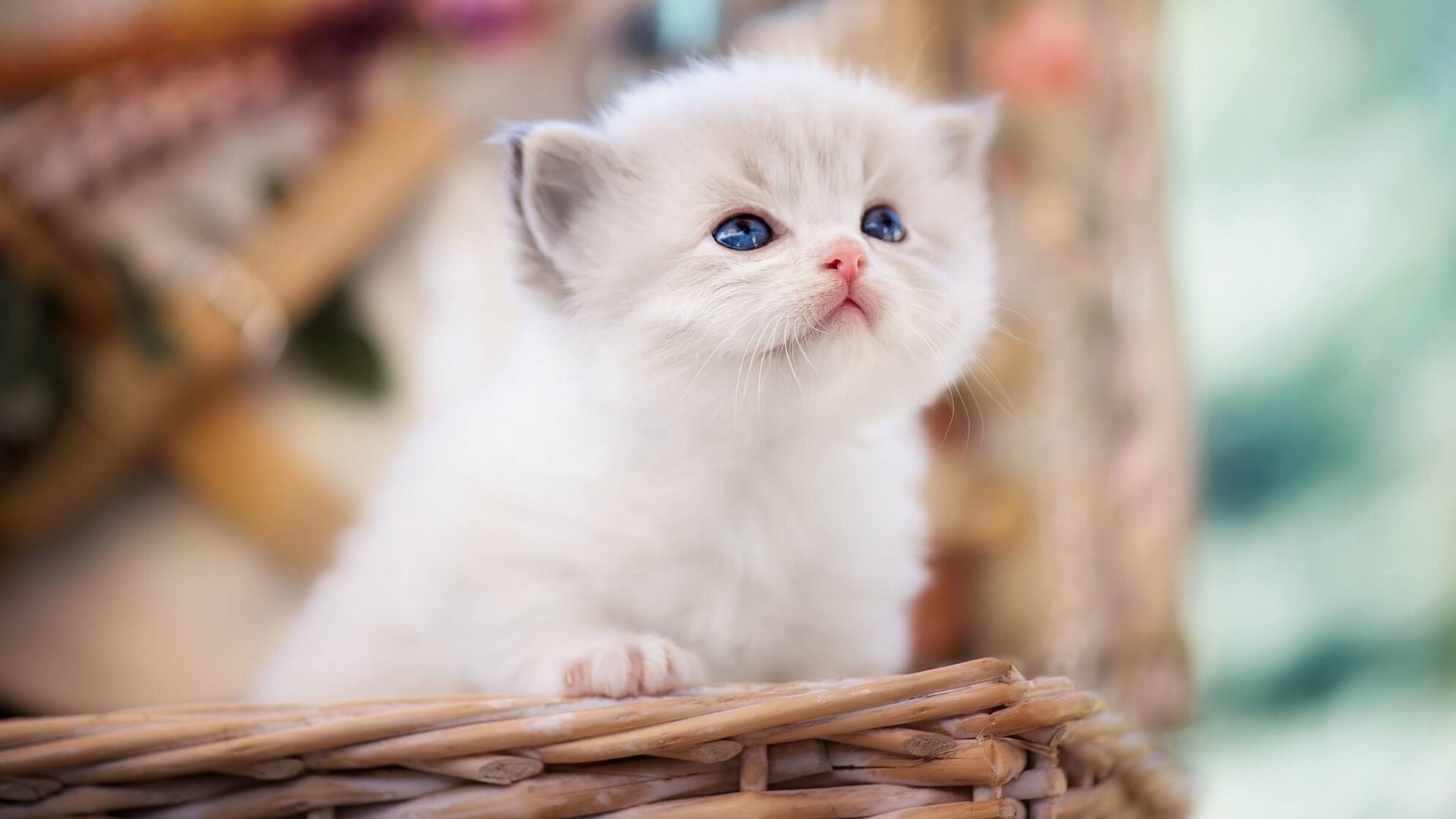 Animals Mammals Cats Kittens Feline Blue Eyes 1920x1080