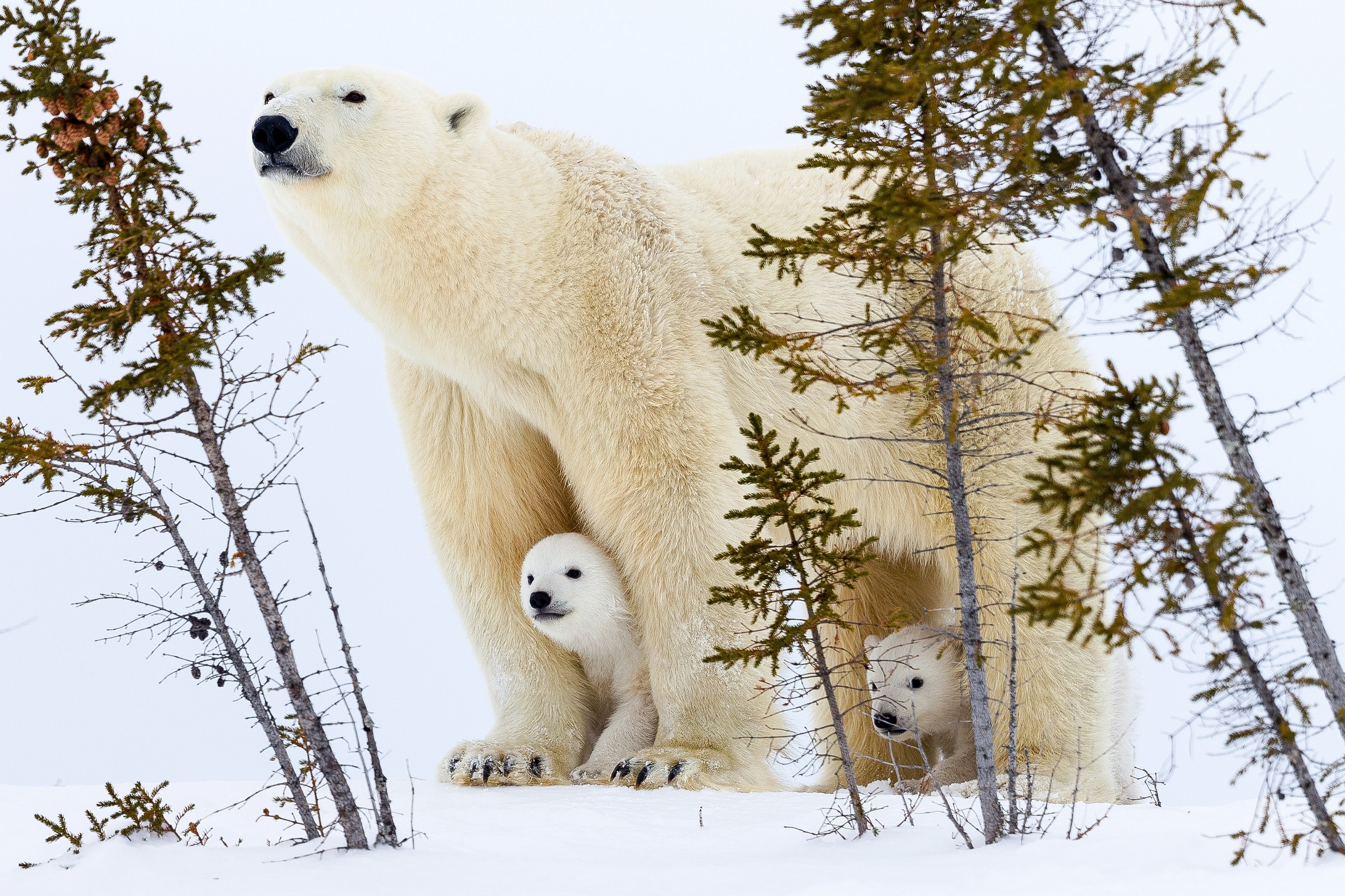 Polar Bears Cub Snow Winter Nature Animals Mammals 3000x2000