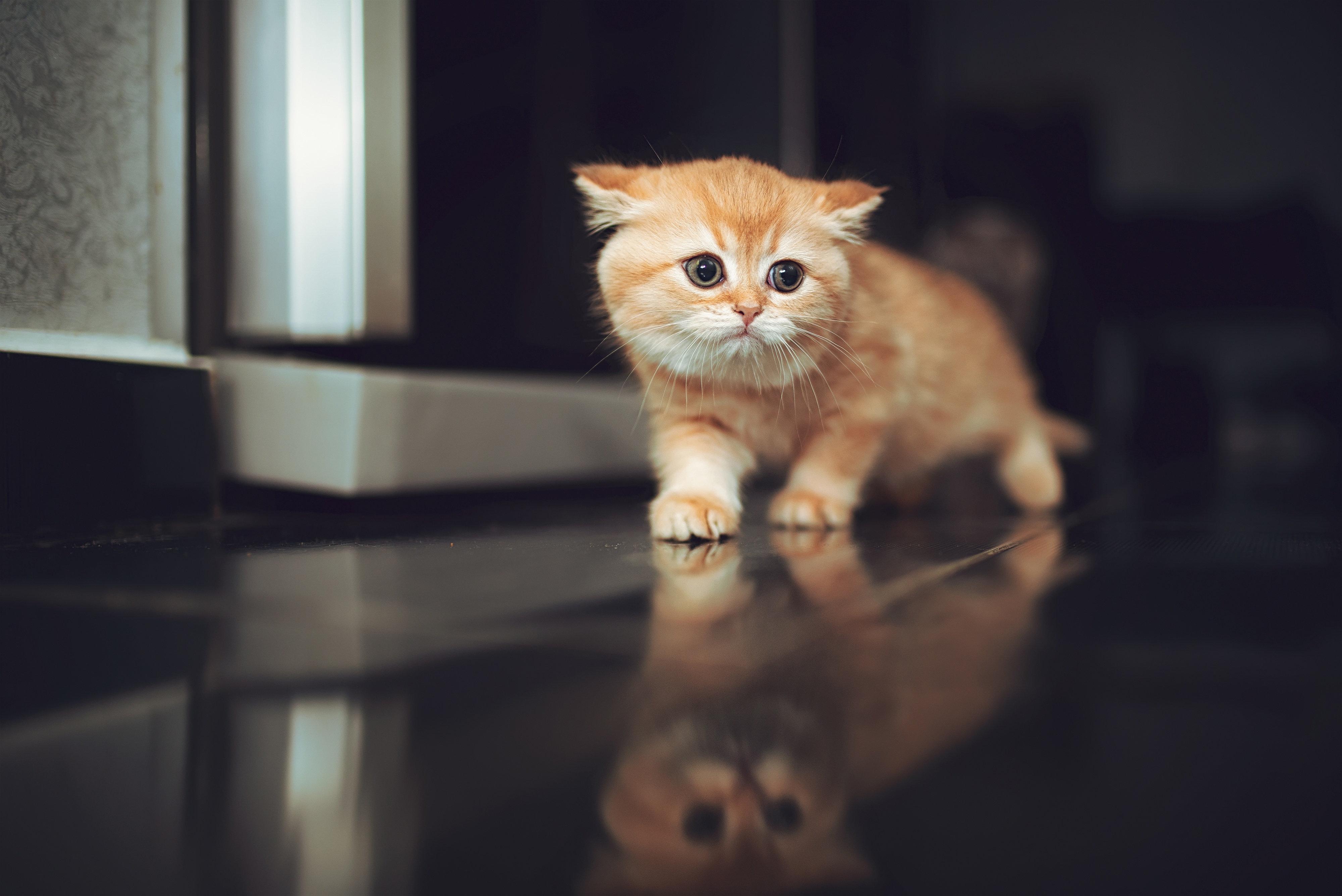 Baby Animal Cat Kitten Pet Reflection 4000x2670